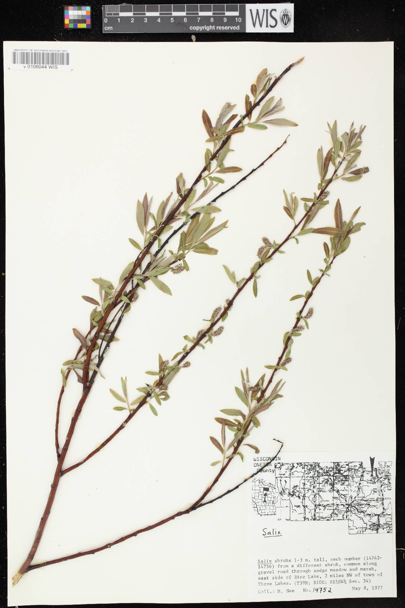 Salix petiolaris image