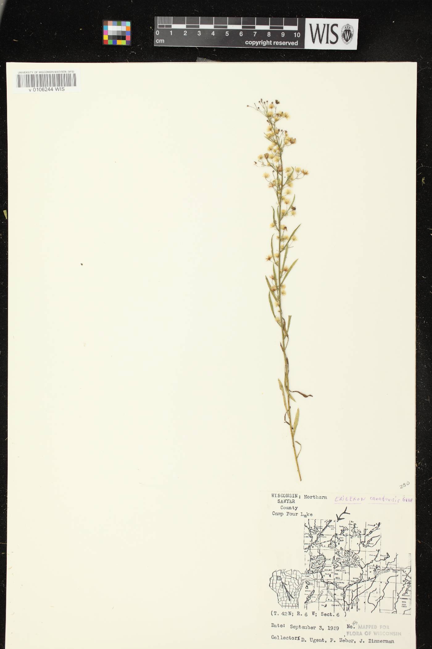 Conyza canadensis image