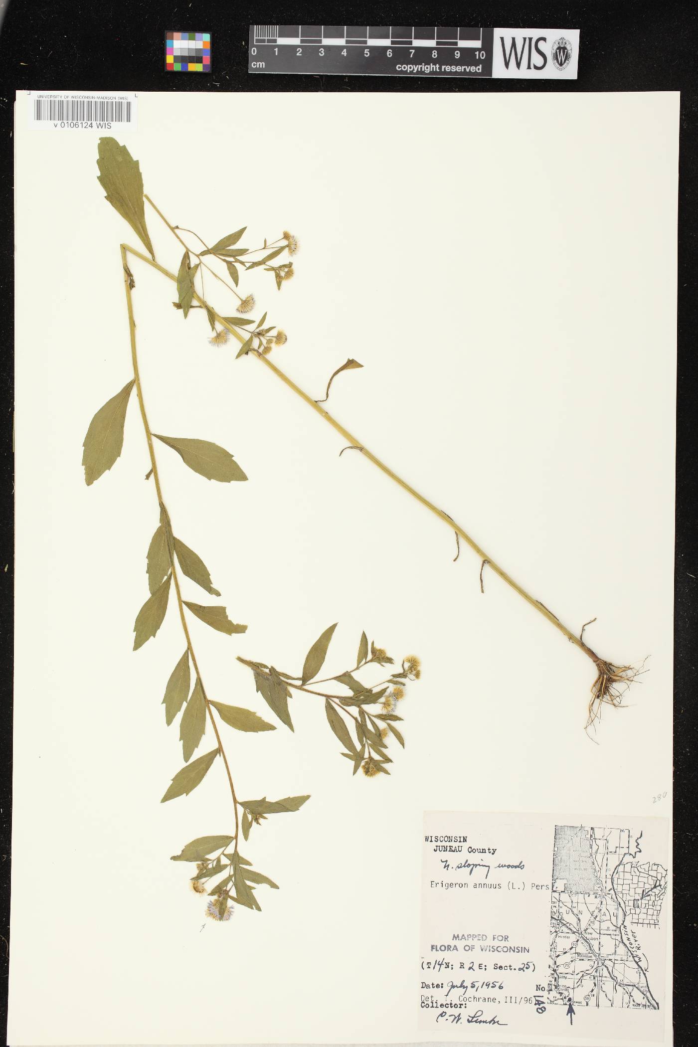 Erigeron annuus image