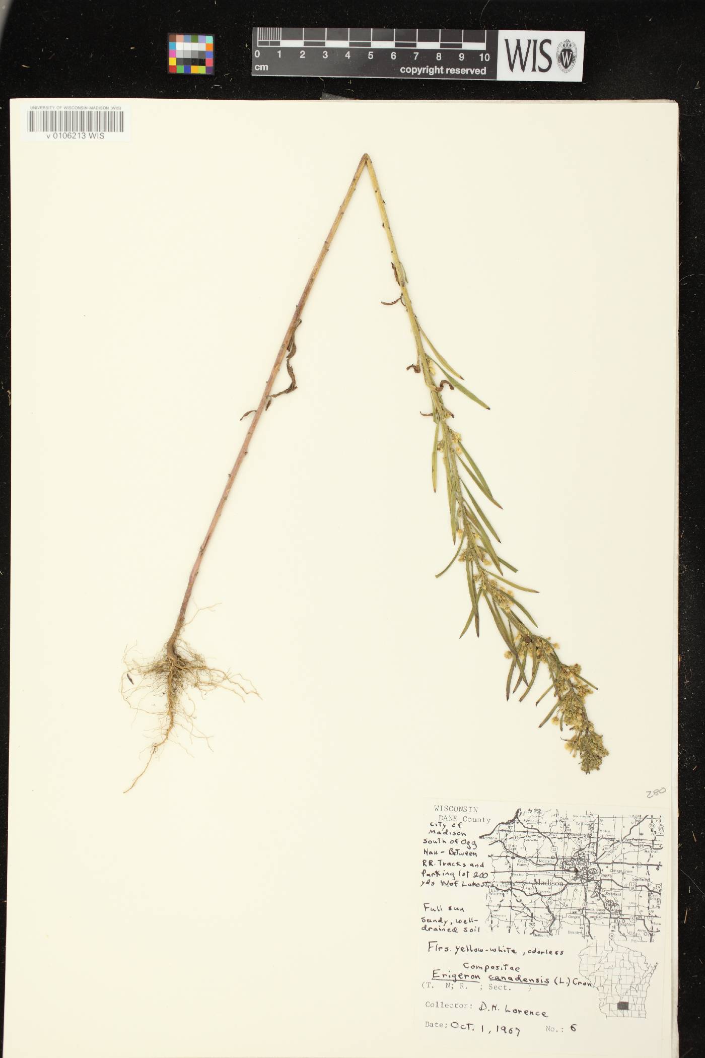 Conyza canadensis image