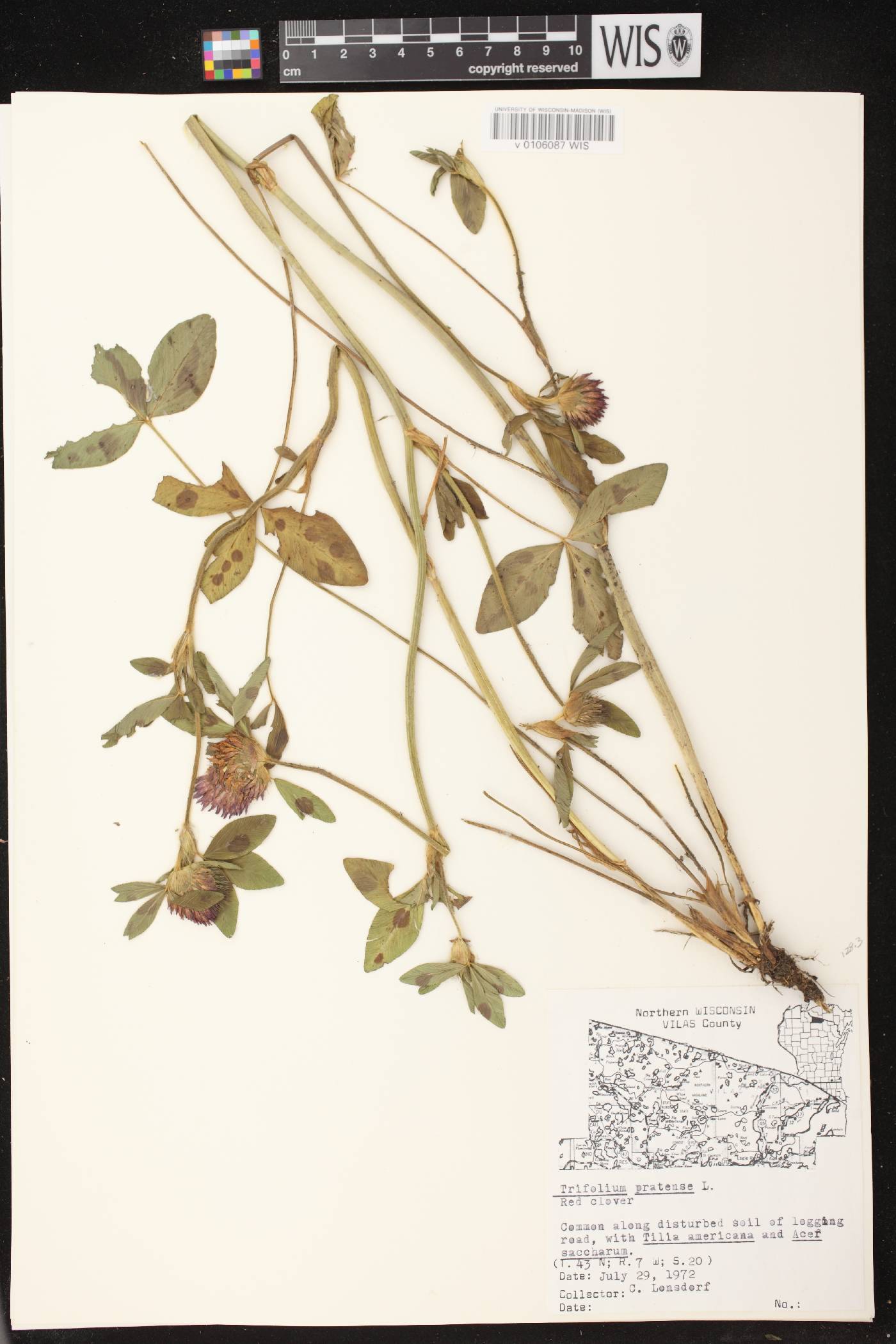 Trifolium pratense image