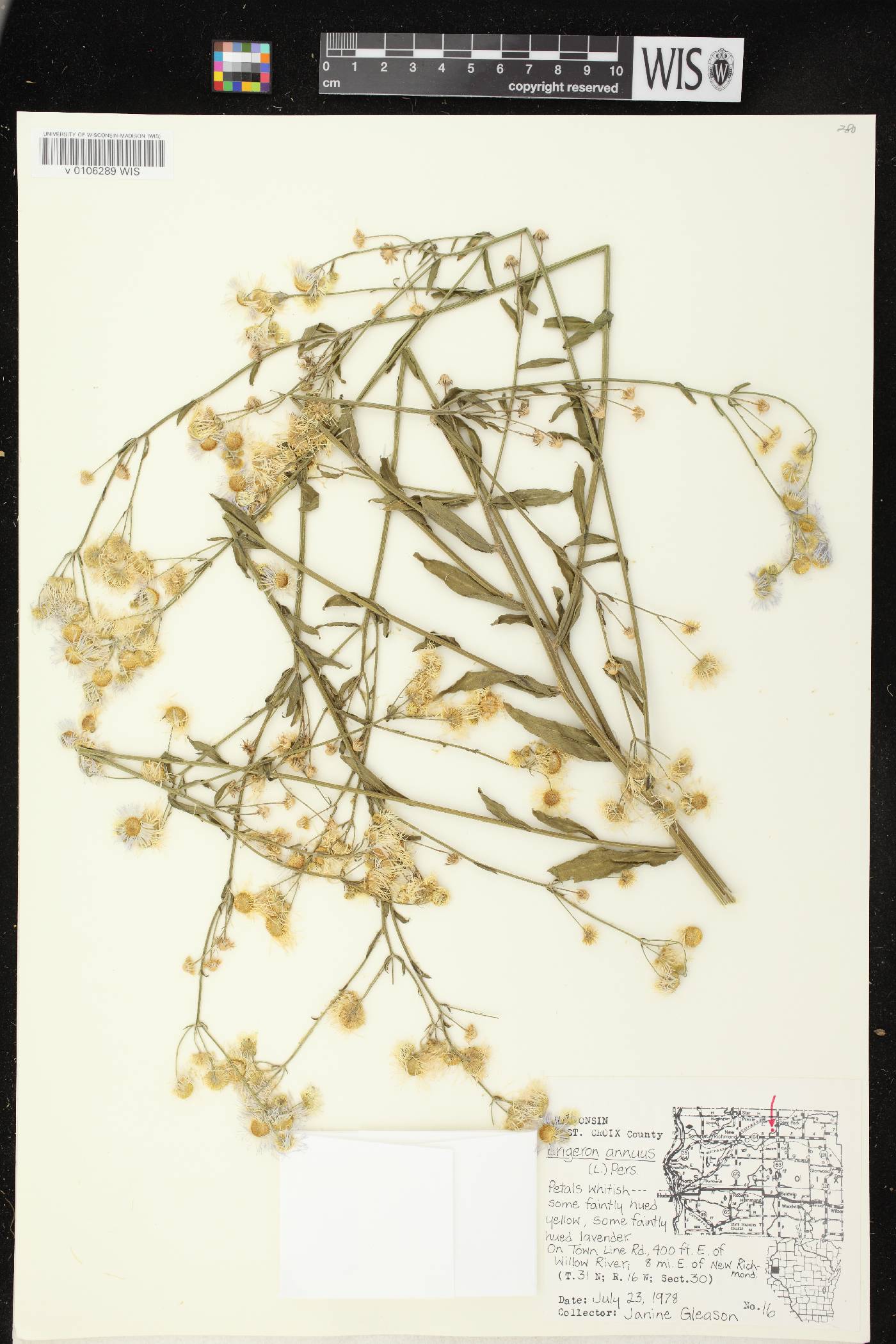 Erigeron annuus image