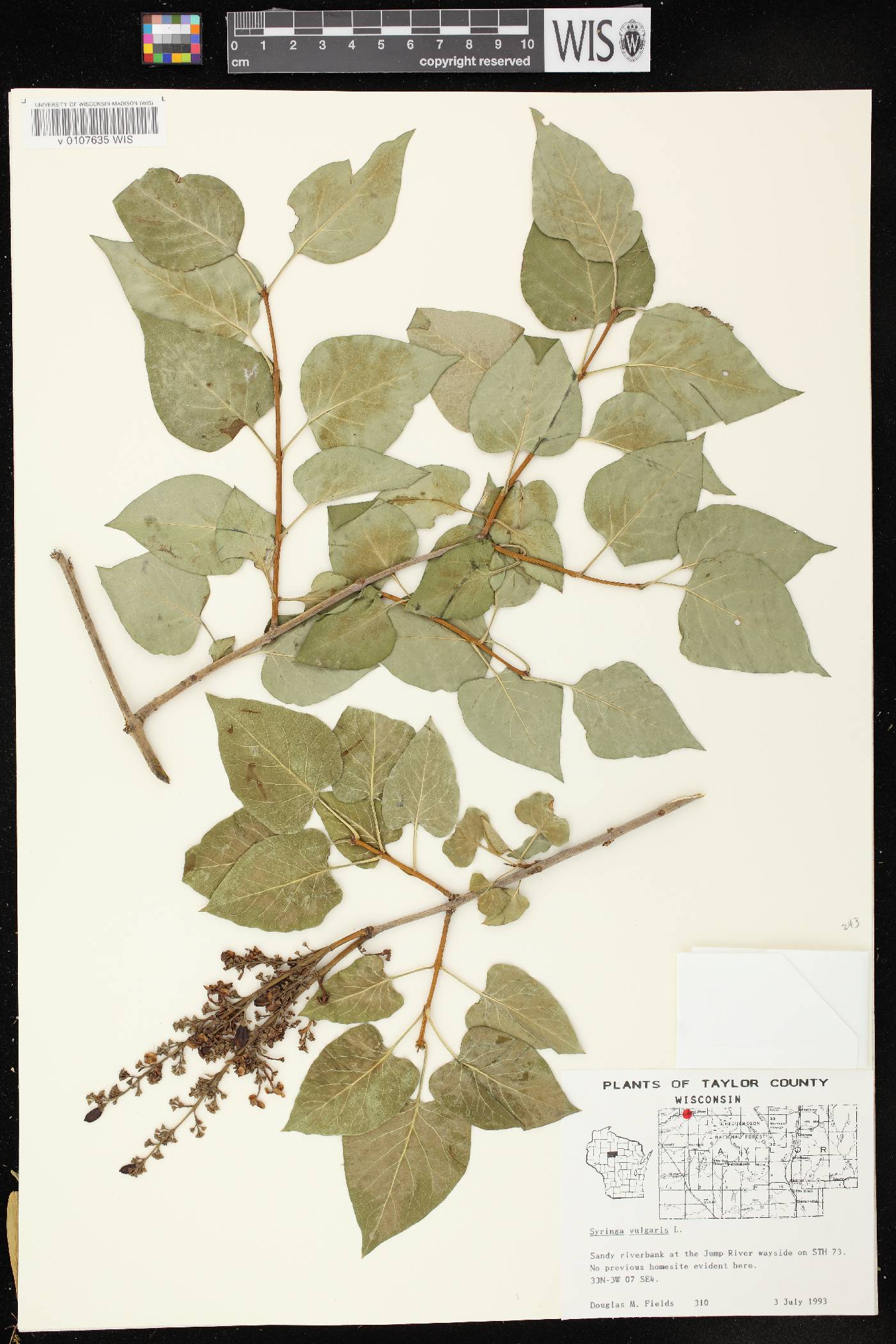 Syringa vulgaris image