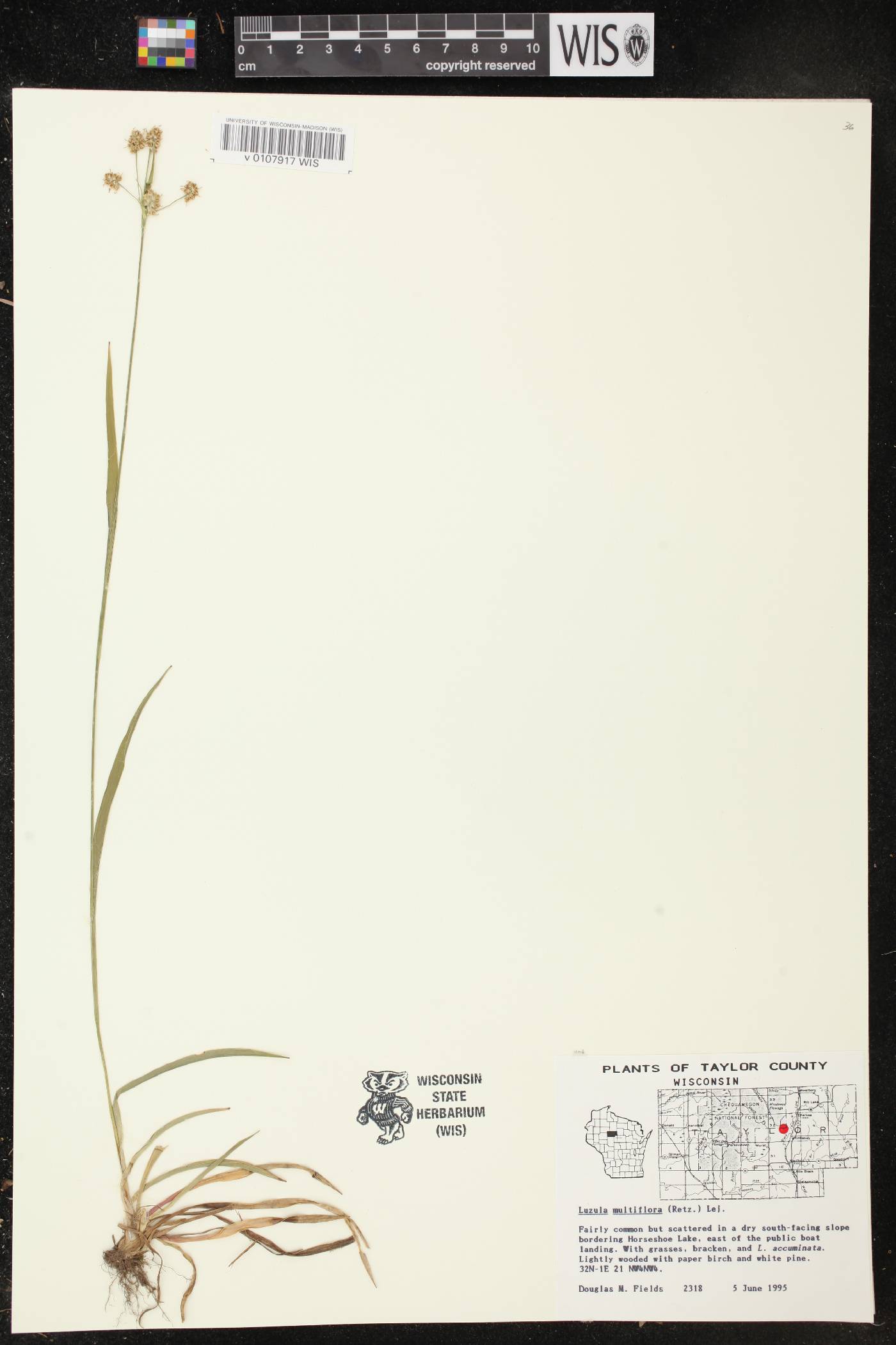 Luzula multiflora image