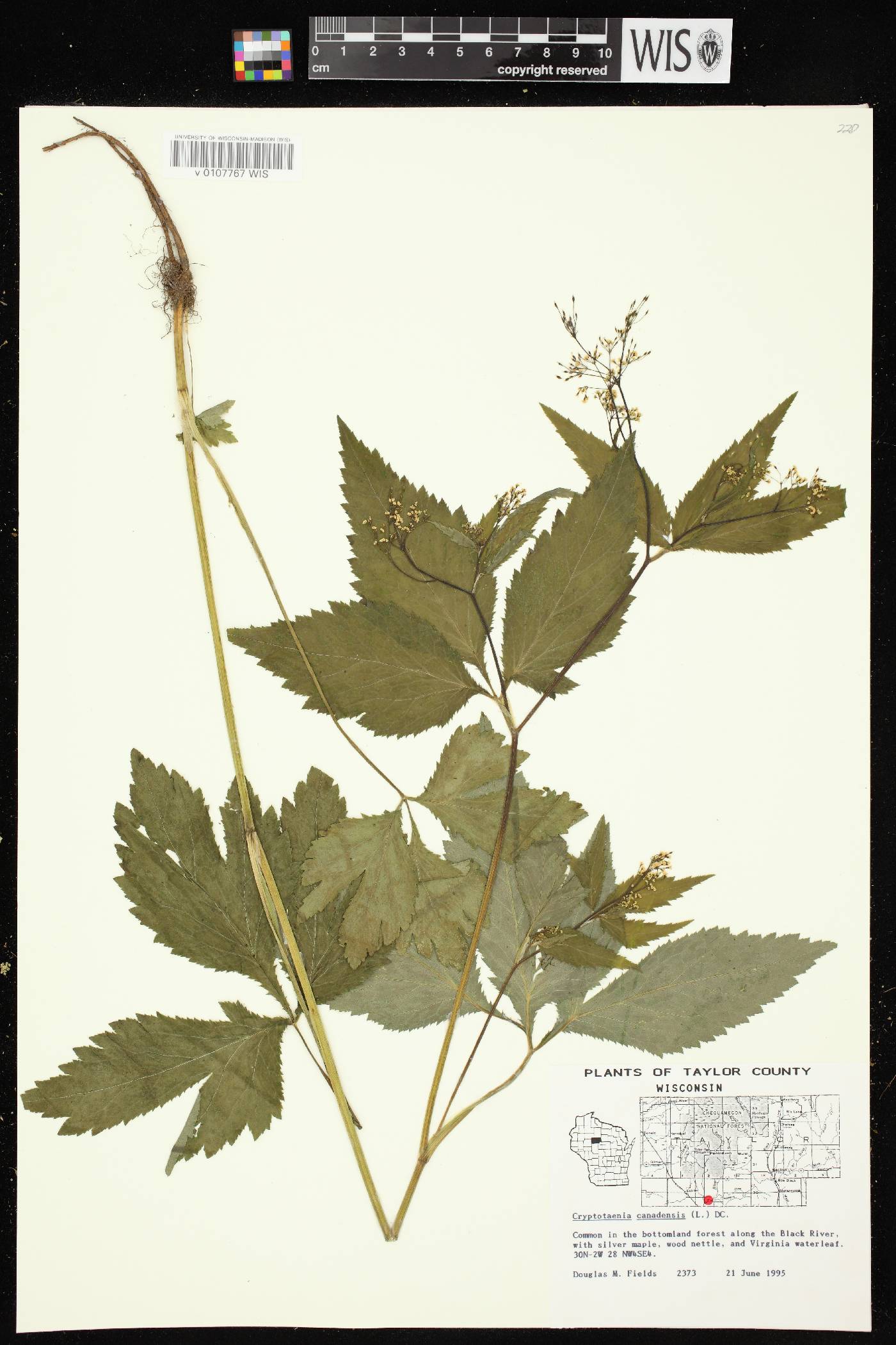 Cryptotaenia canadensis image