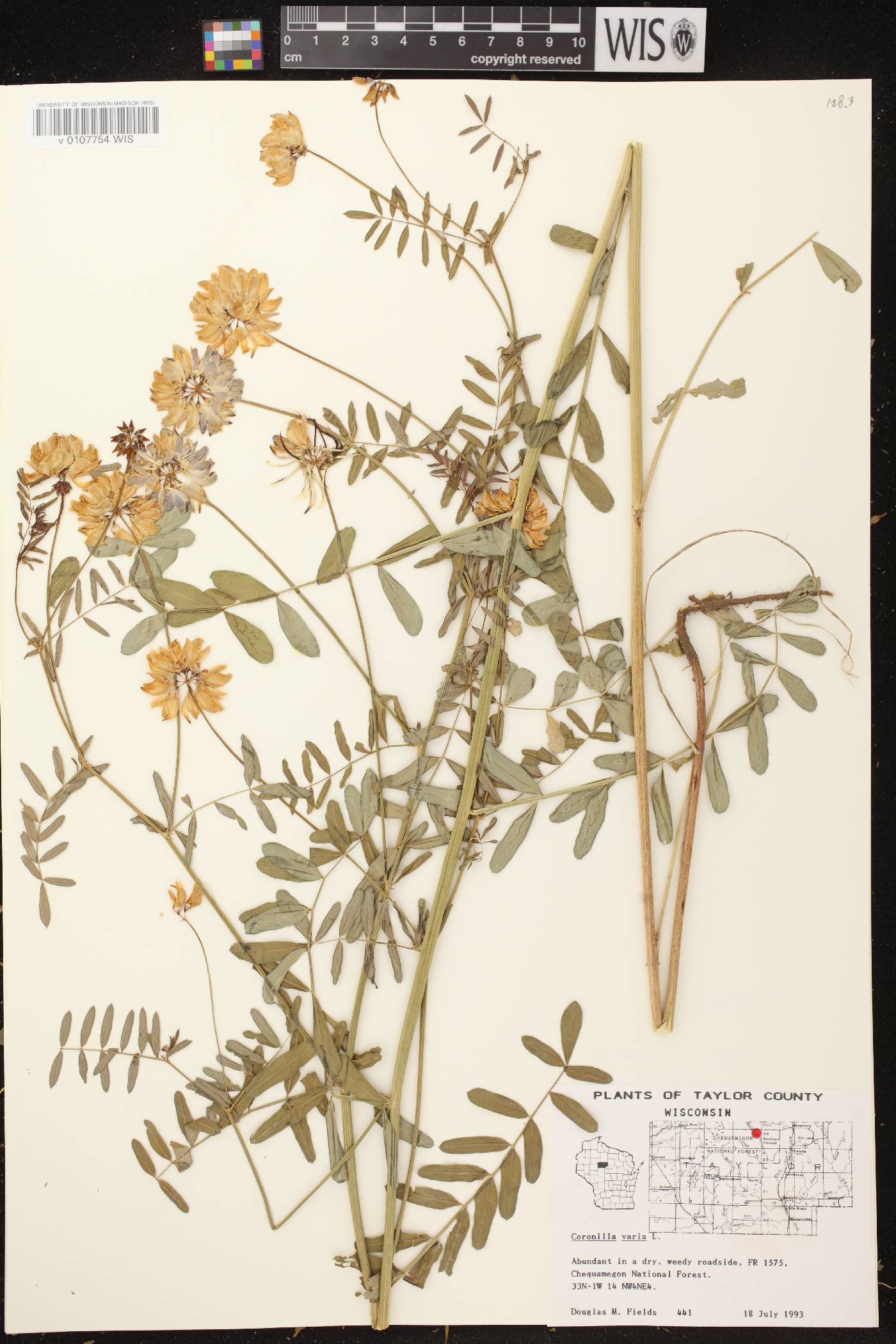 Securigera varia image
