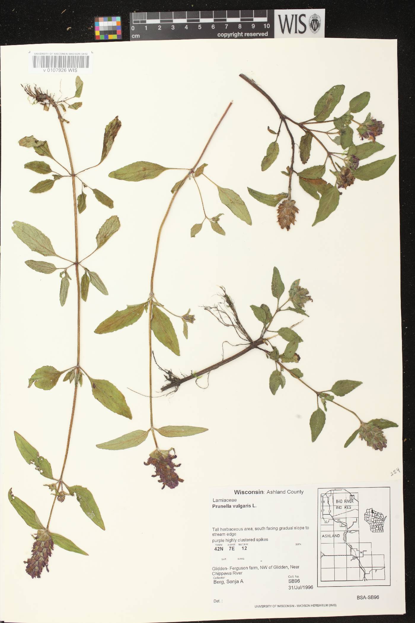 Prunella vulgaris image