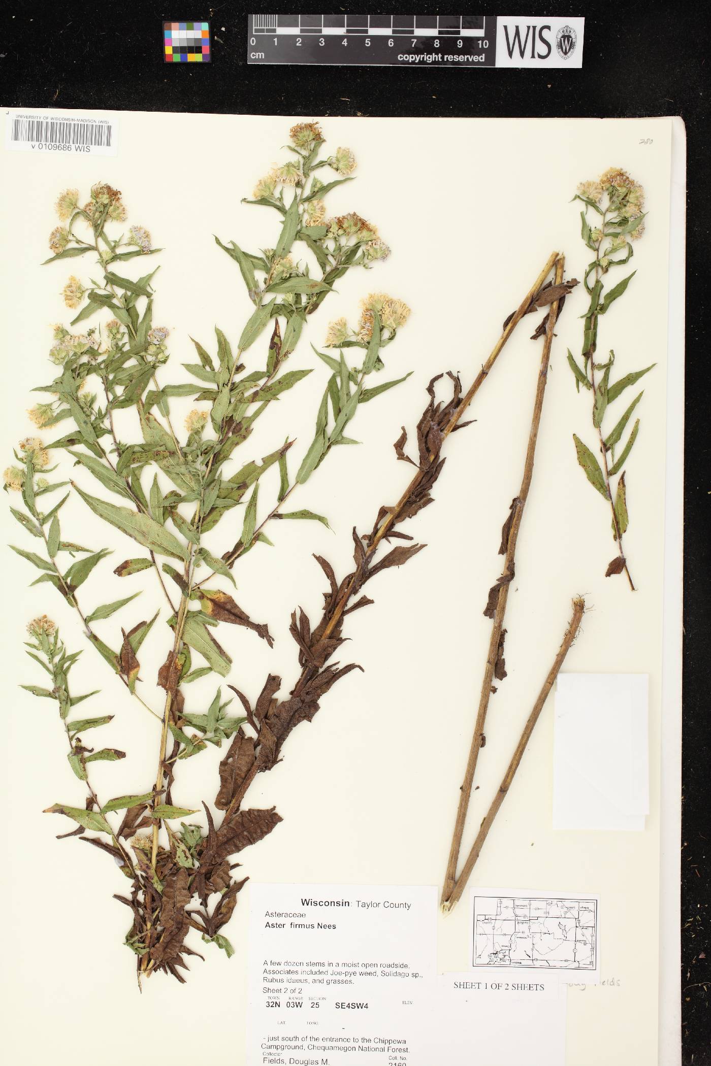 Symphyotrichum firmum image
