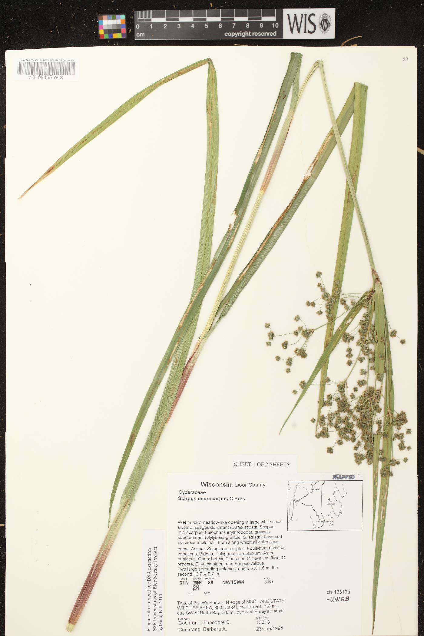 Scirpus microcarpus image