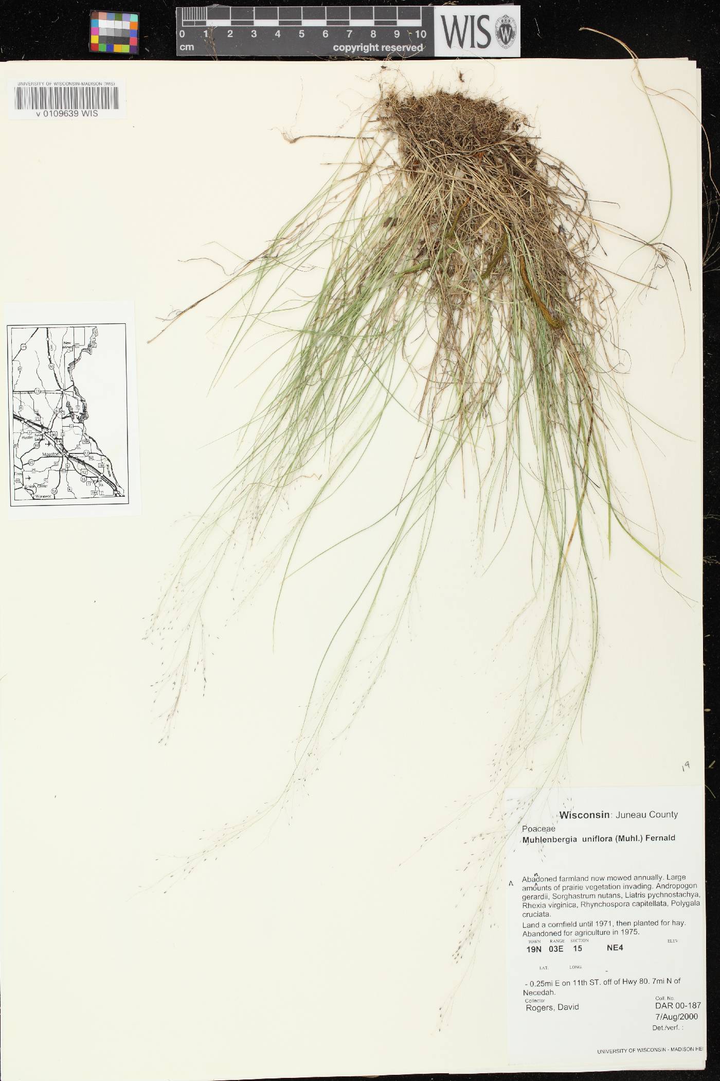Muhlenbergia uniflora image