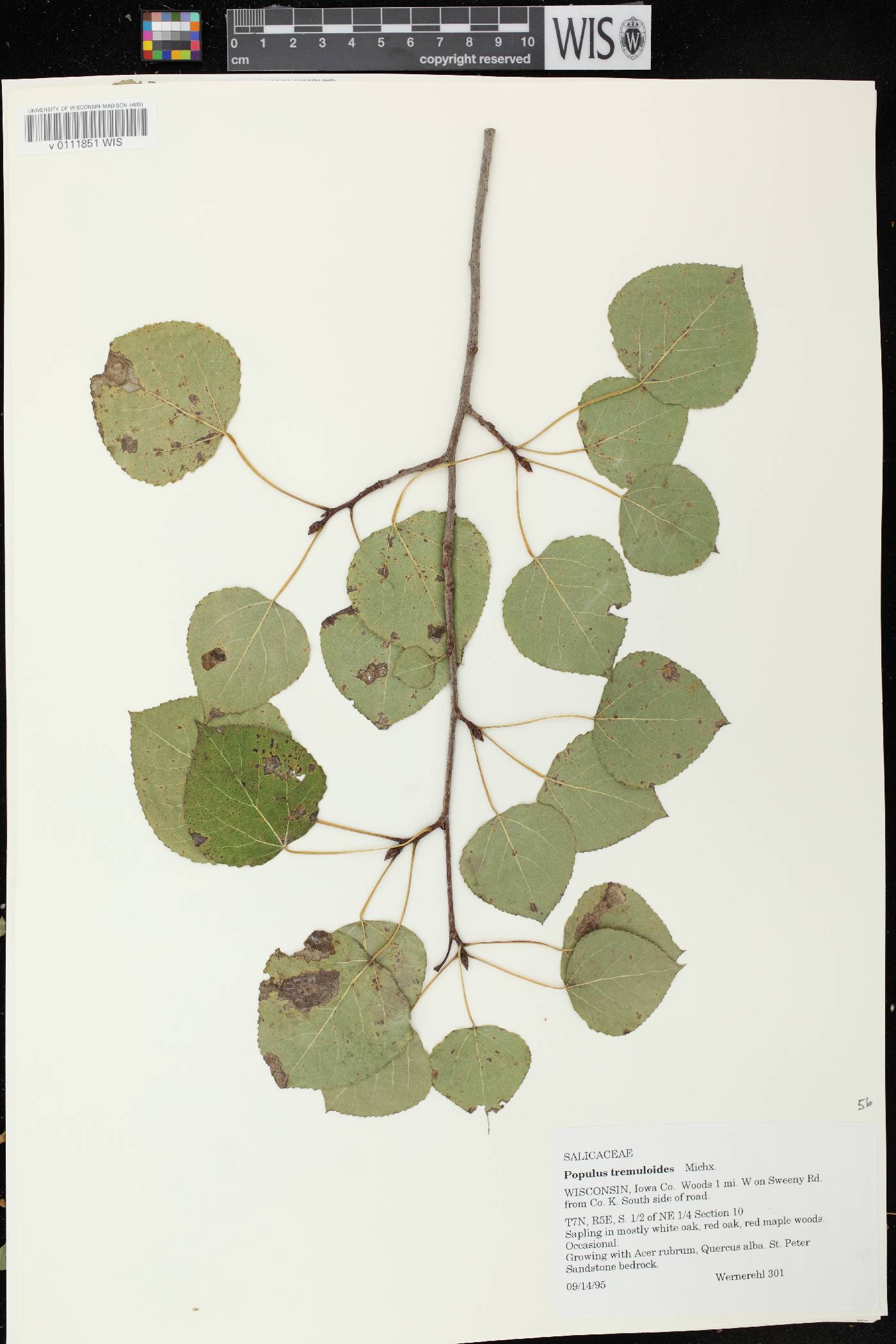 Populus tremuloides image