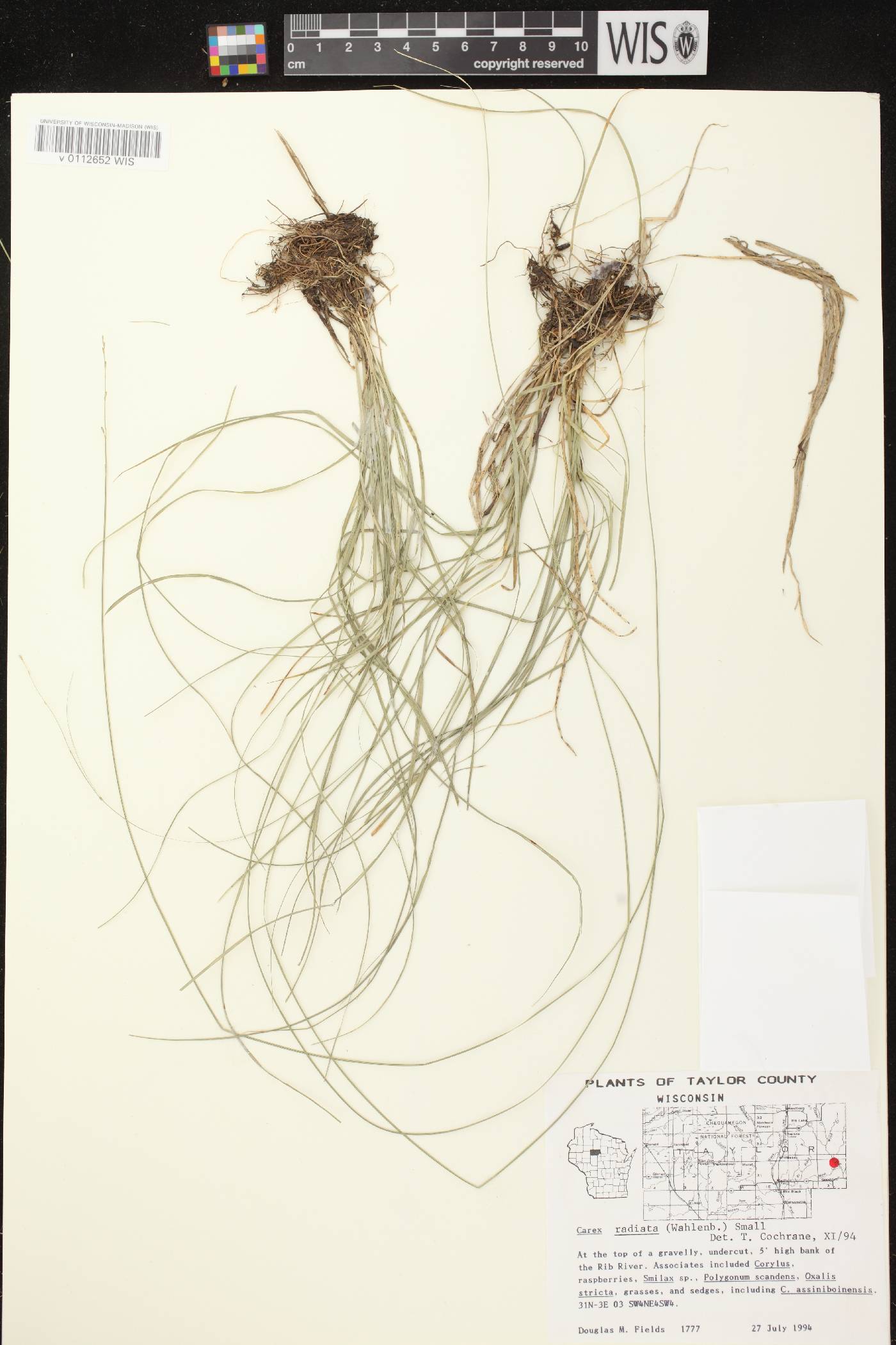 Carex radiata image
