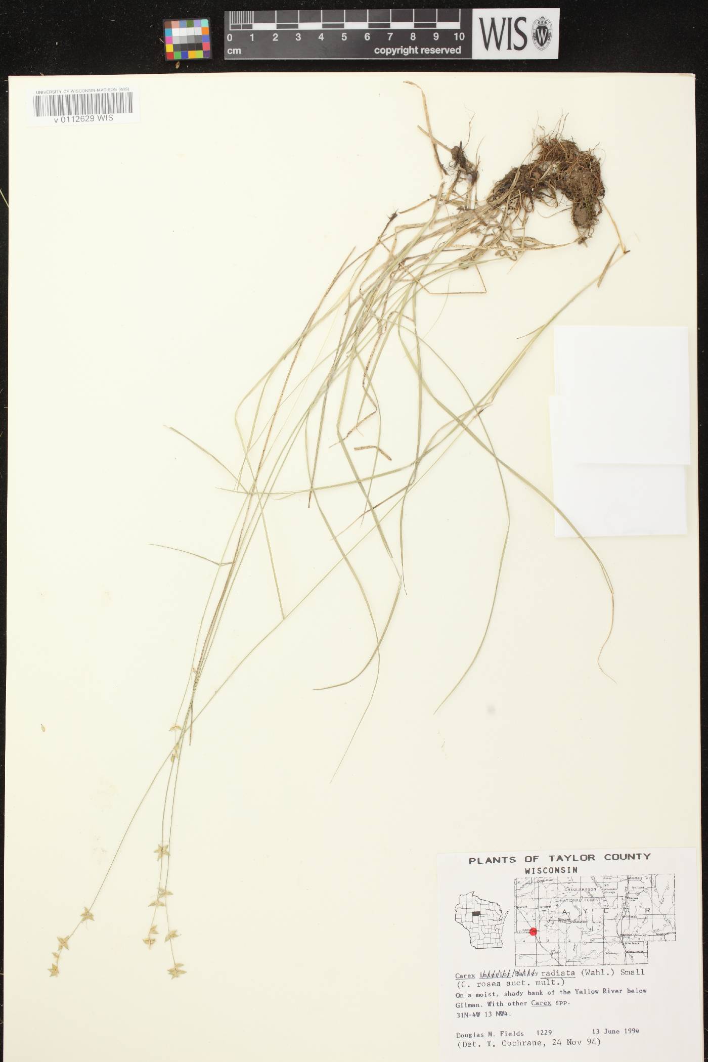 Carex radiata image