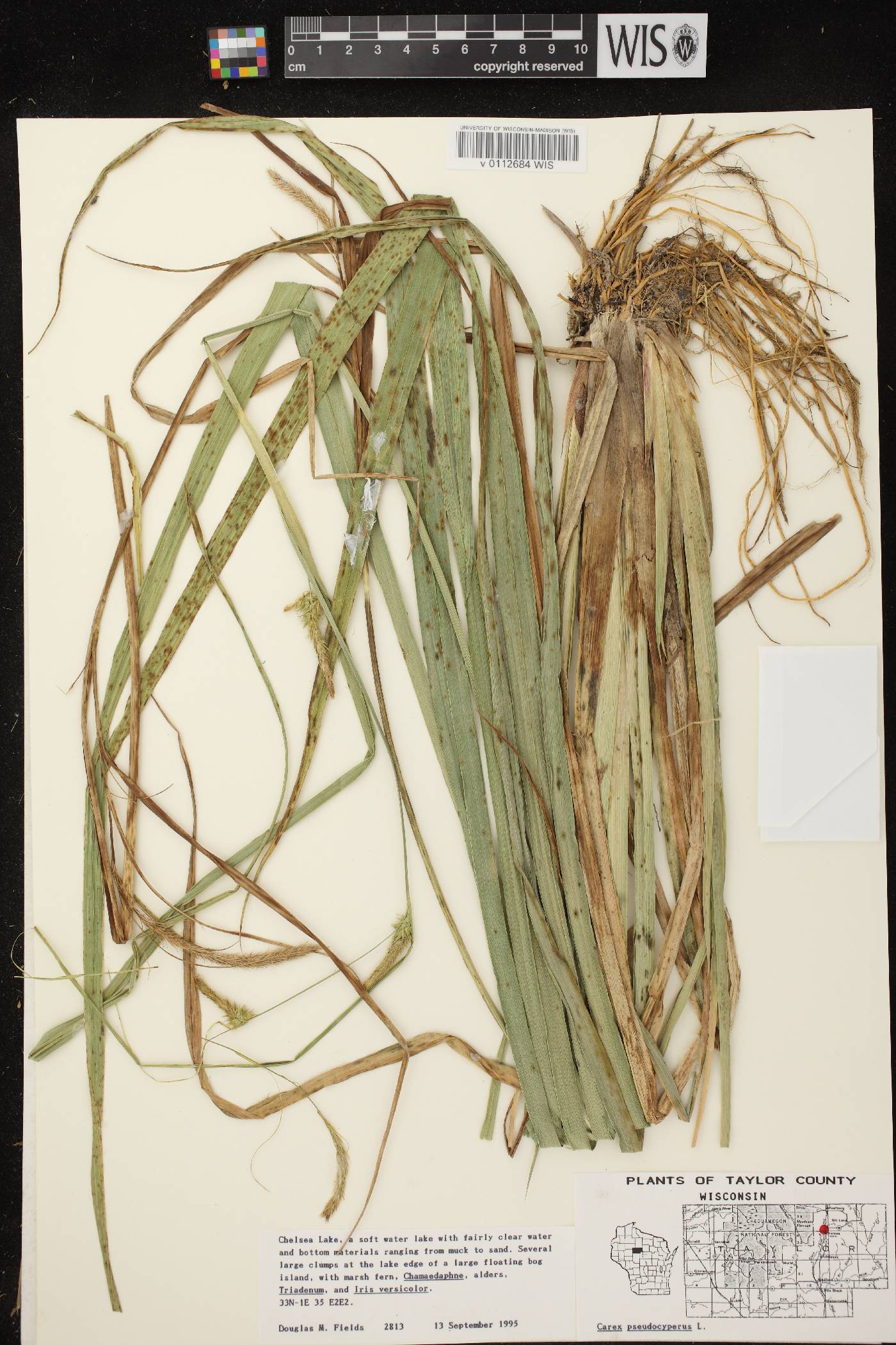 Carex pseudocyperus image