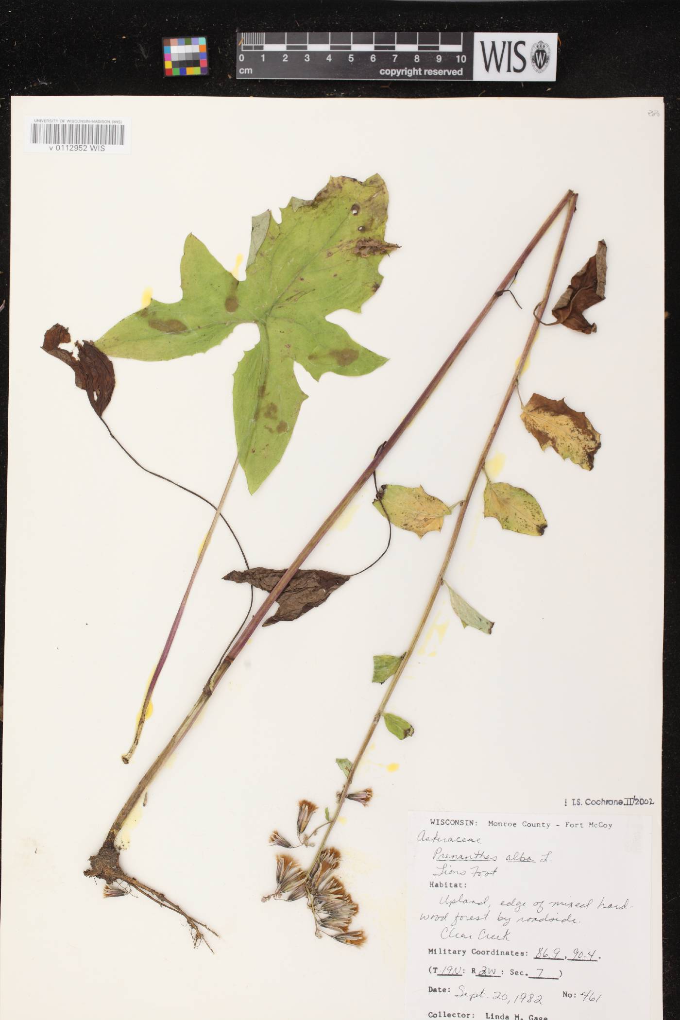 Prenanthes alba image