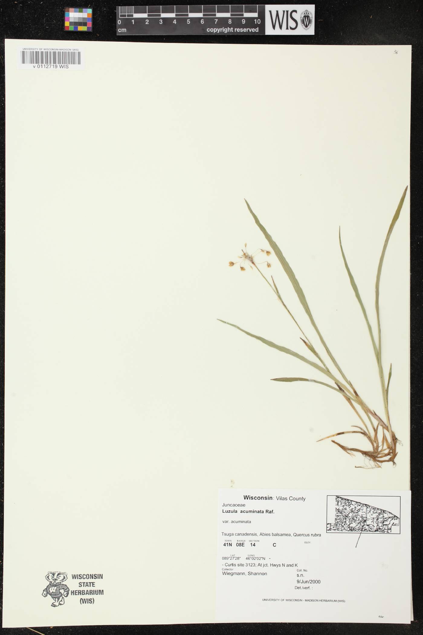 Luzula acuminata image