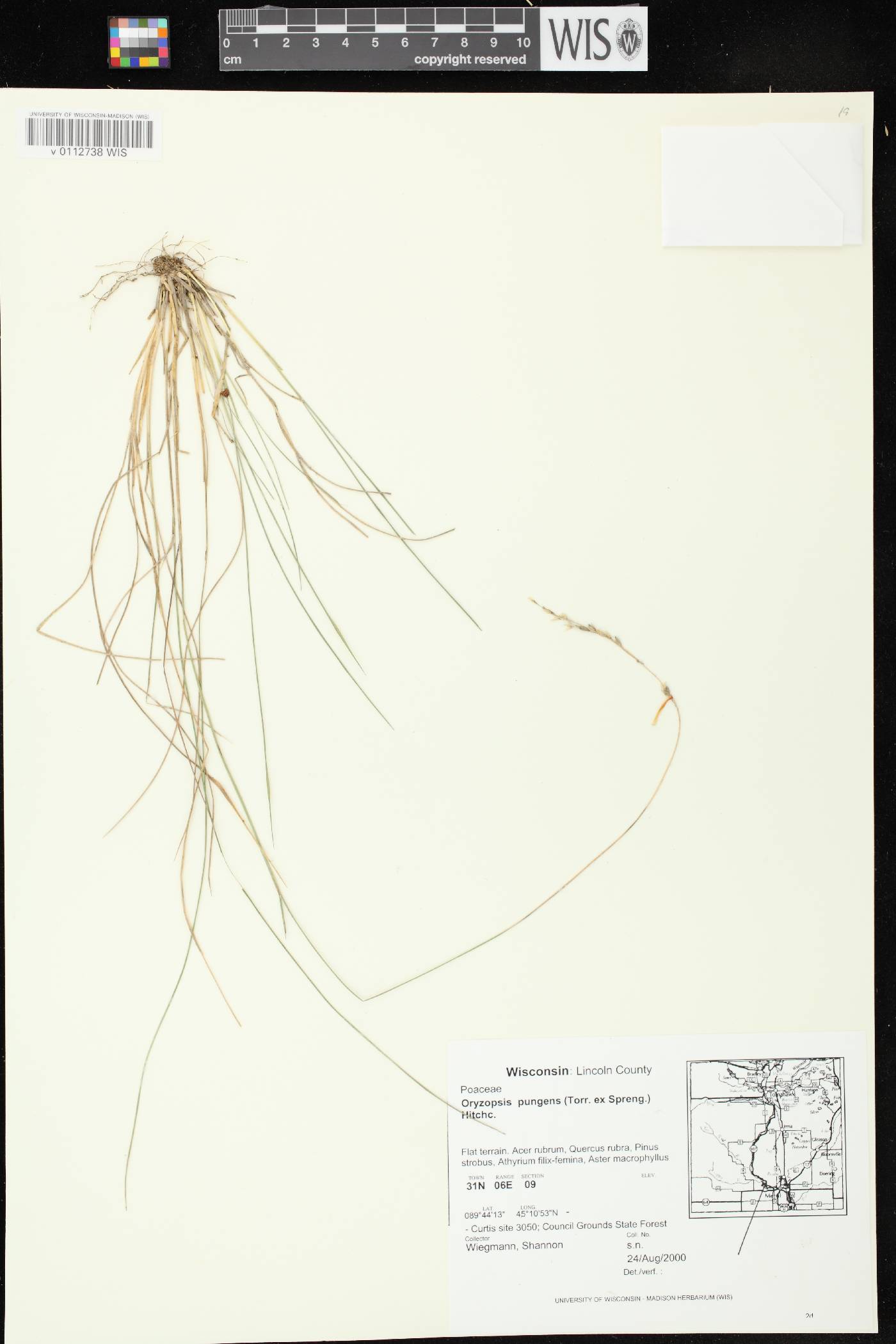 Piptatheropsis pungens image