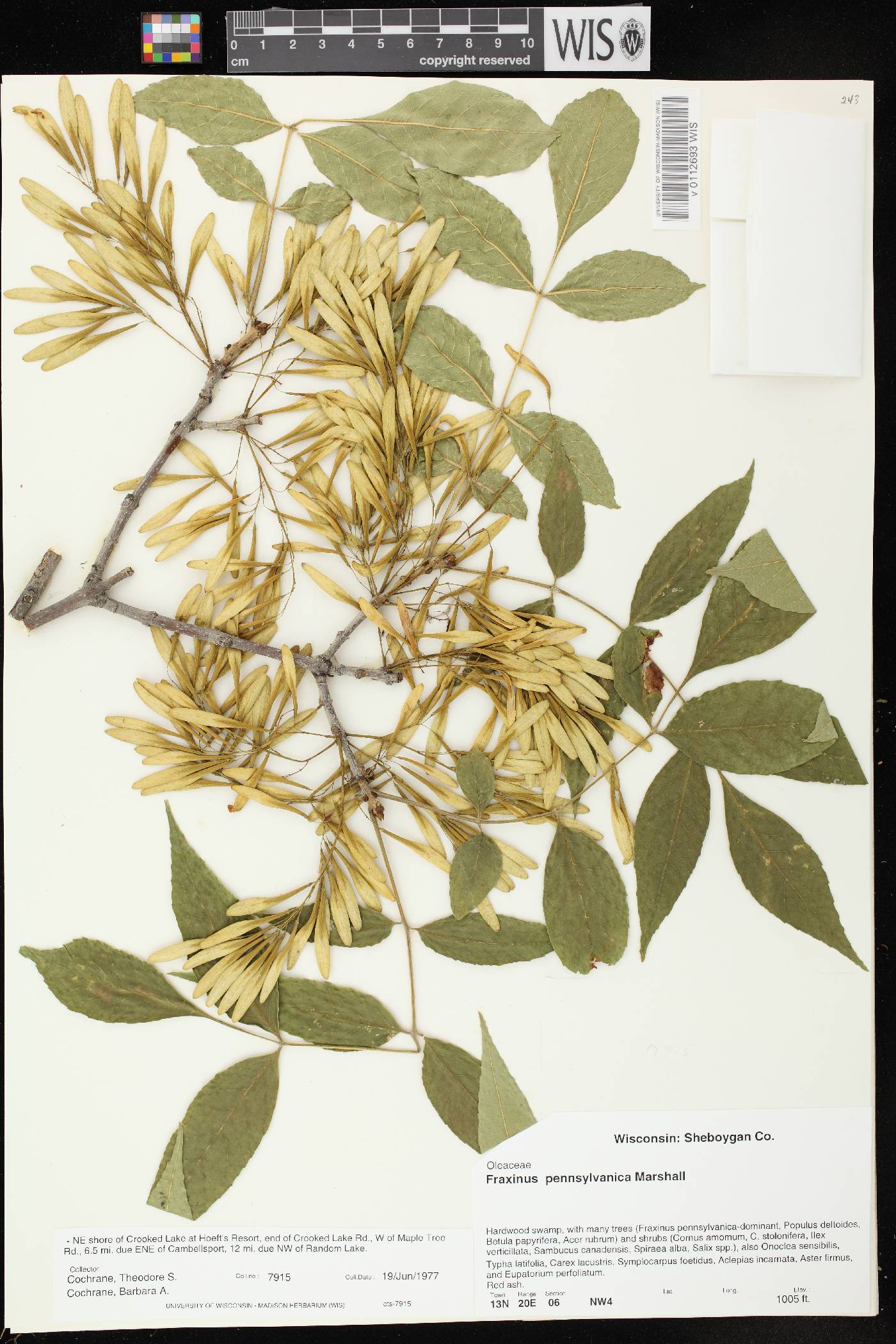 Fraxinus pennsylvanica image