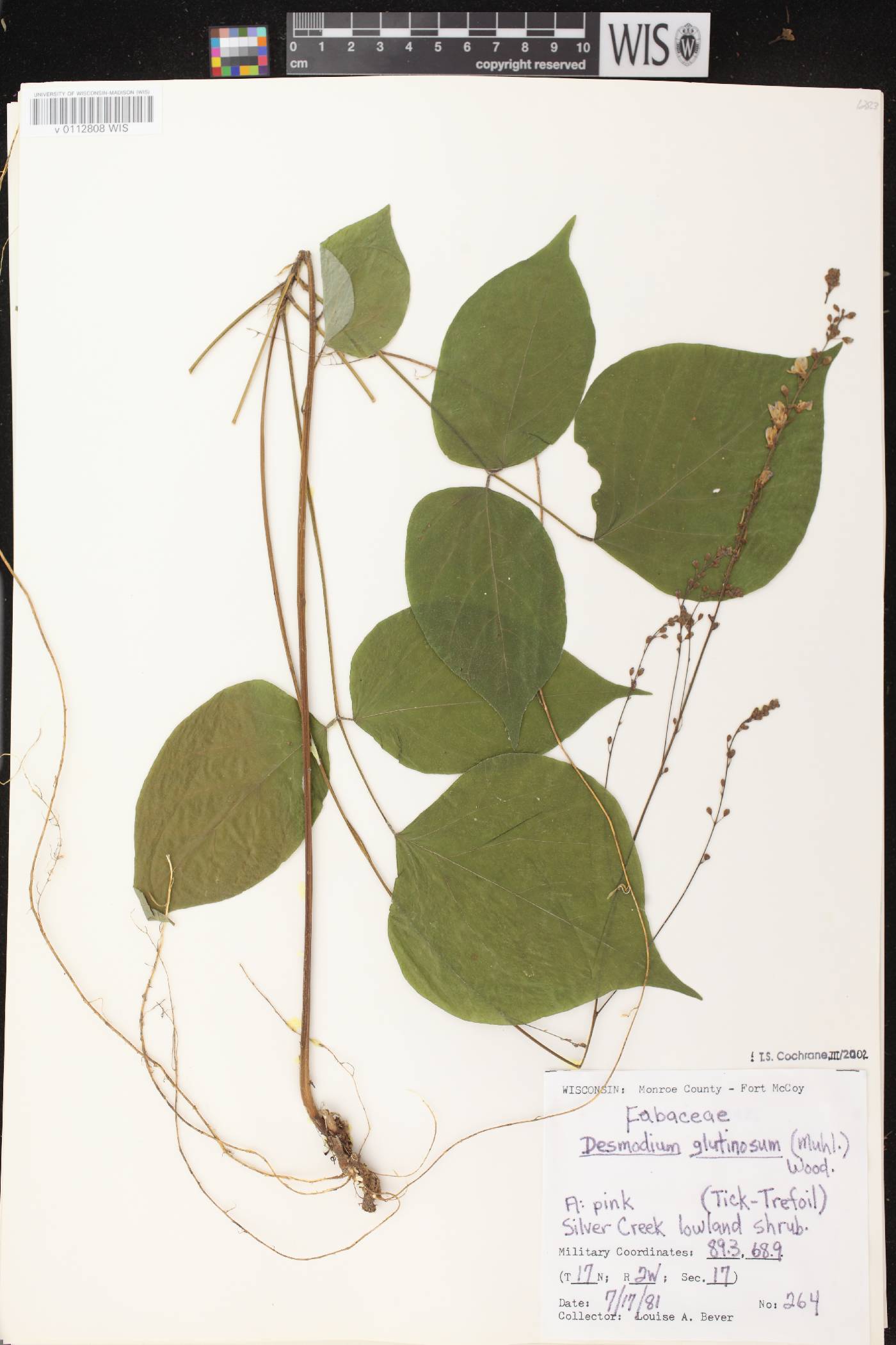 Hylodesmum glutinosum image