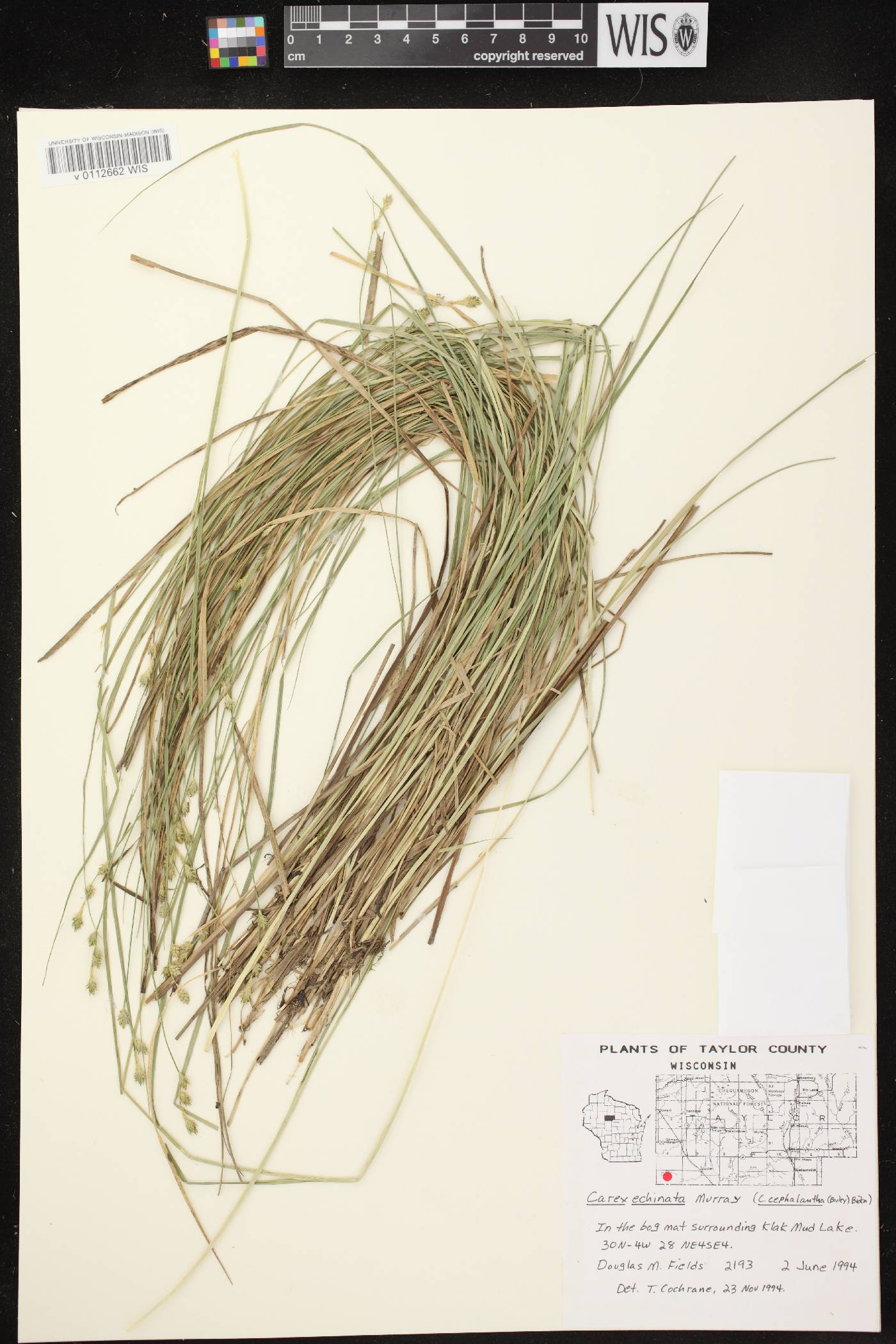 Carex cephalophora image