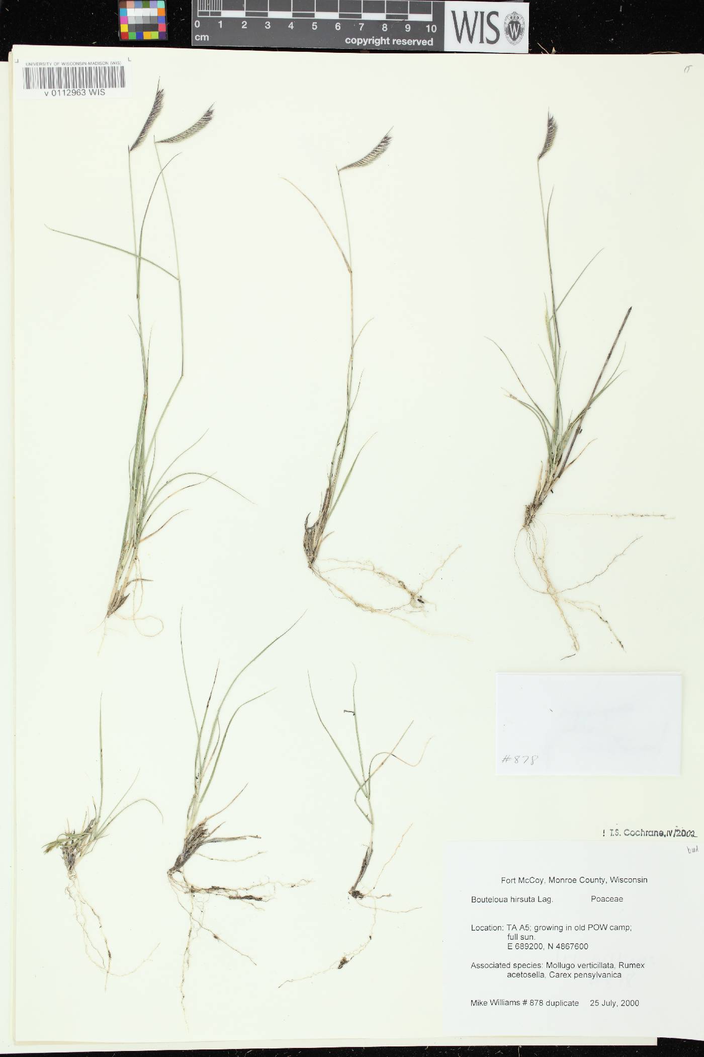 Bouteloua hirsuta subsp. hirsuta image