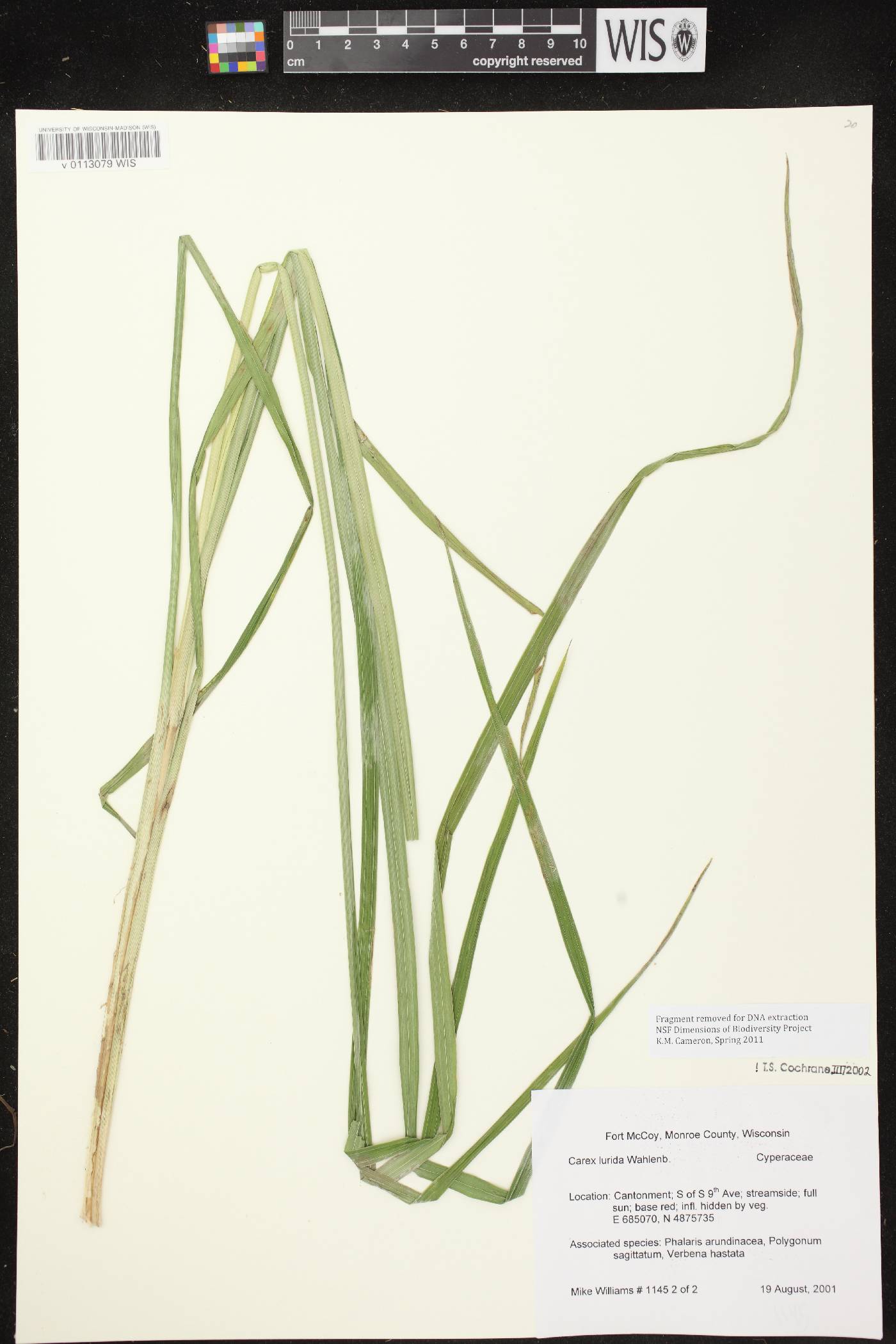 Carex lurida image