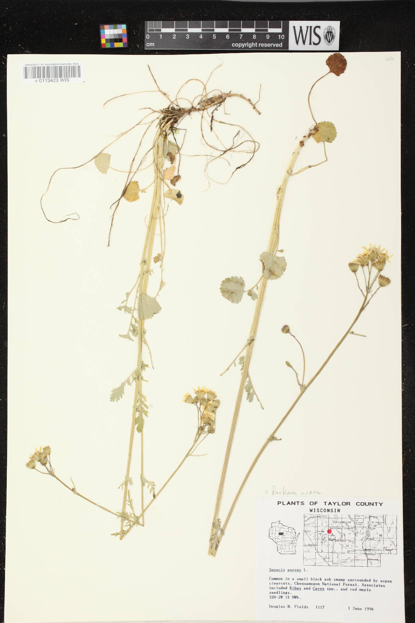 Packera aurea image