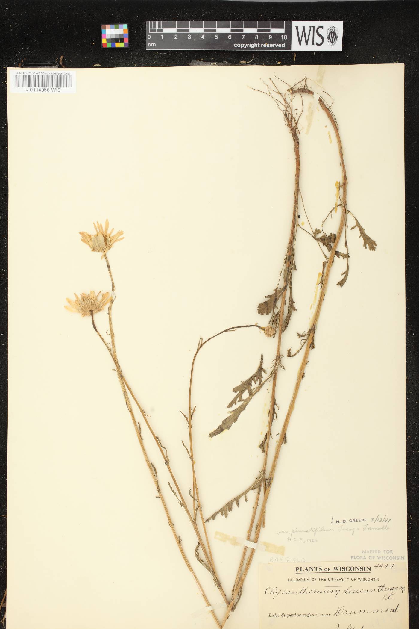 Leucanthemum vulgare image