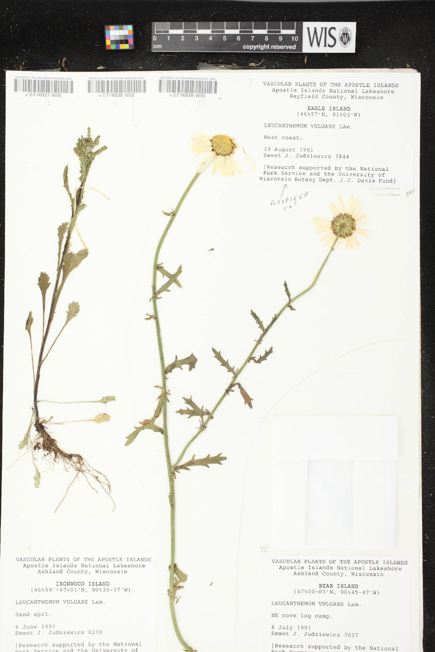 Leucanthemum vulgare image