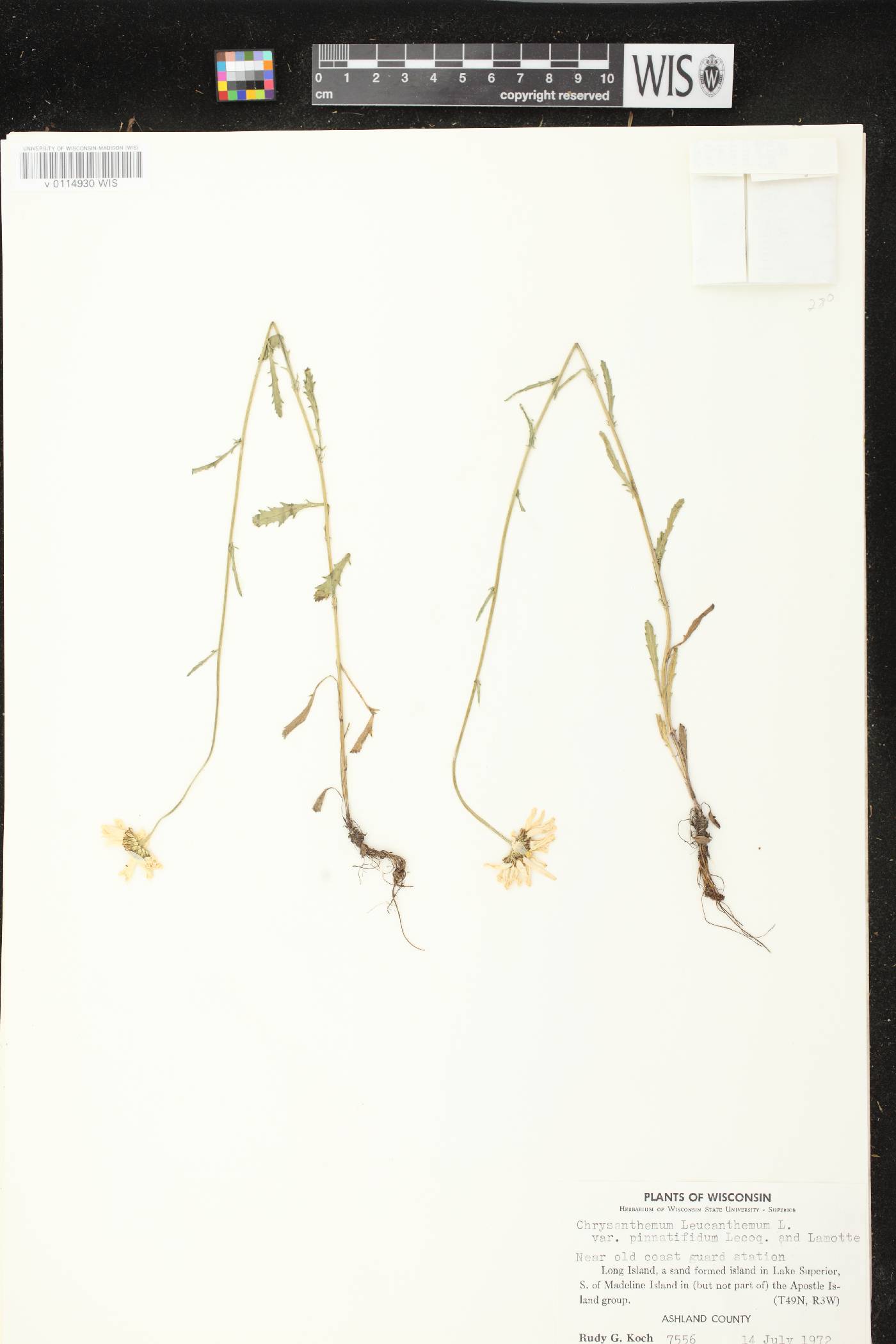 Leucanthemum vulgare image