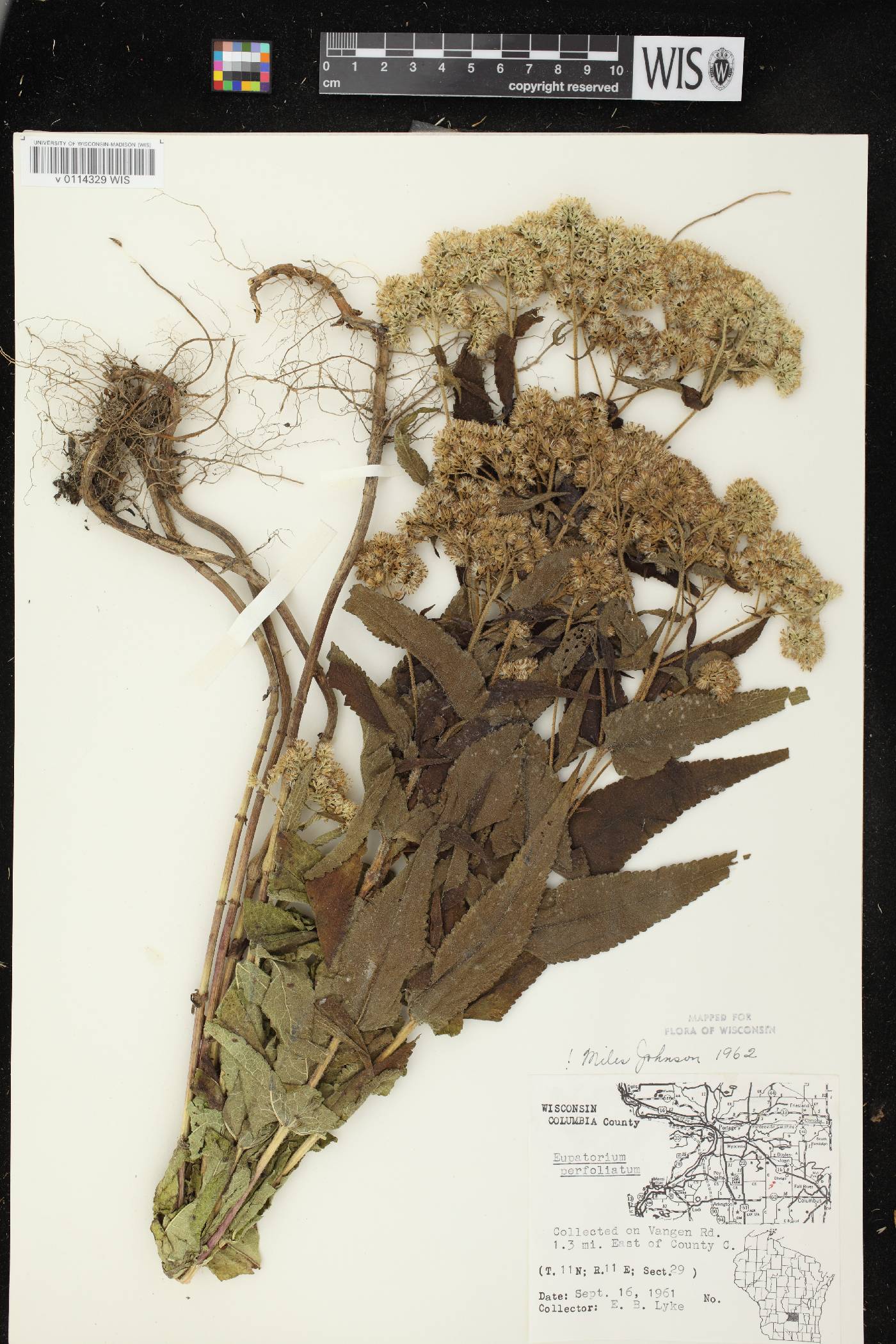 Eupatorium perfoliatum image