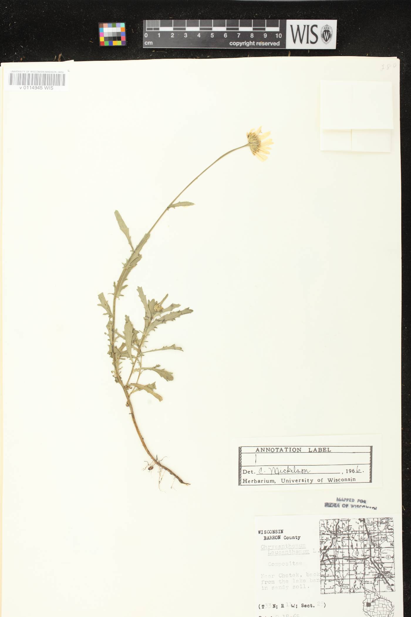 Leucanthemum vulgare image