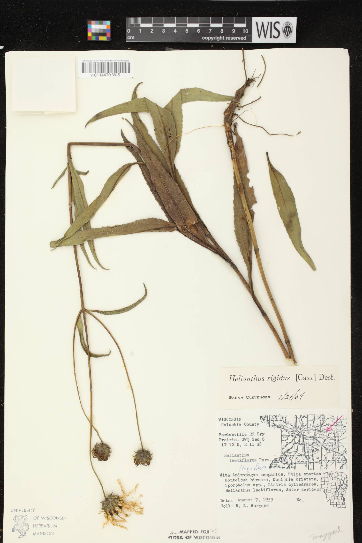 Helianthus pauciflorus subsp. pauciflorus image
