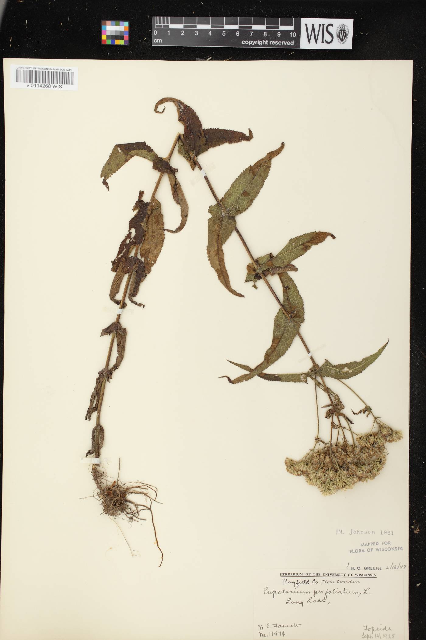 Eupatorium perfoliatum image
