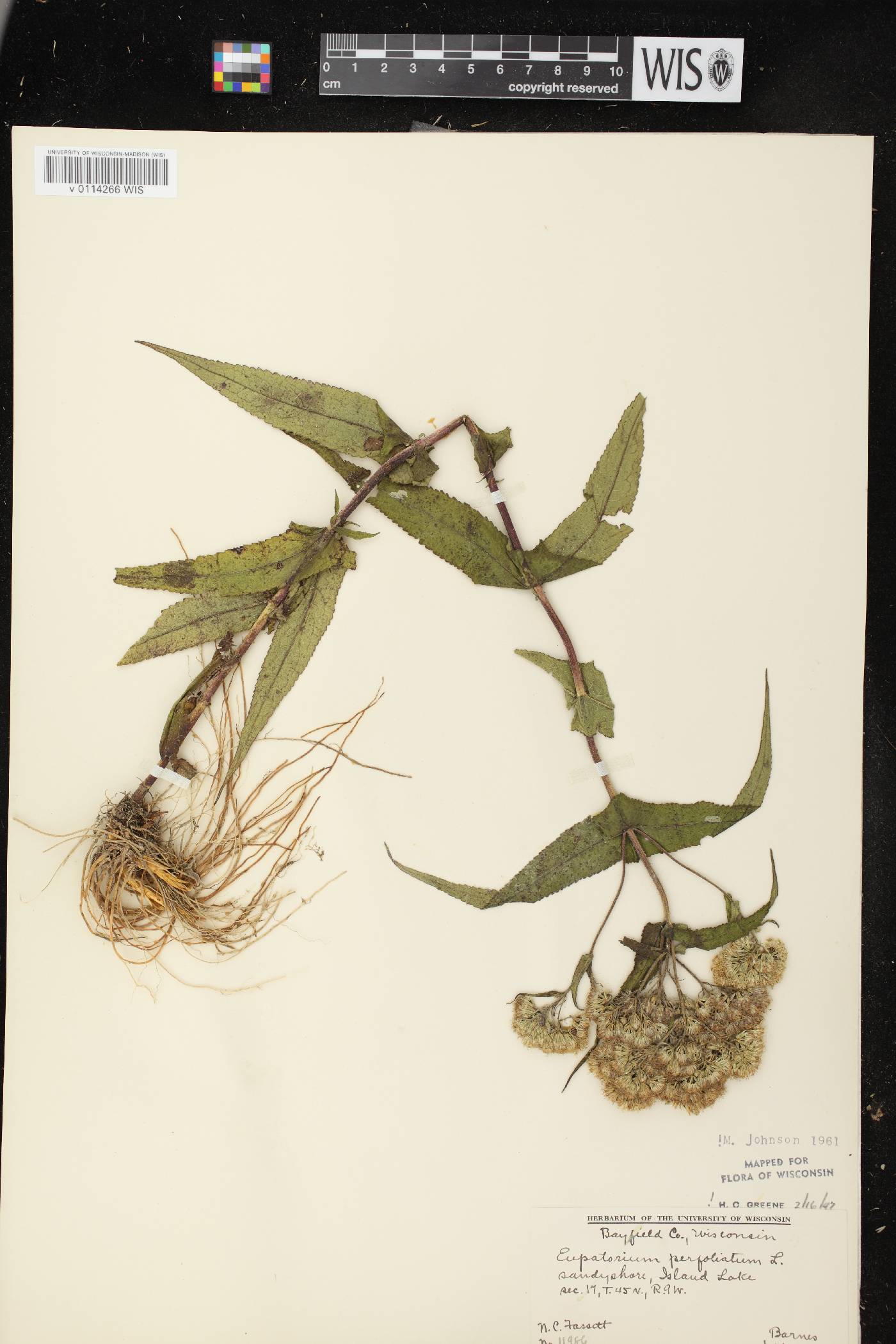 Eupatorium perfoliatum image