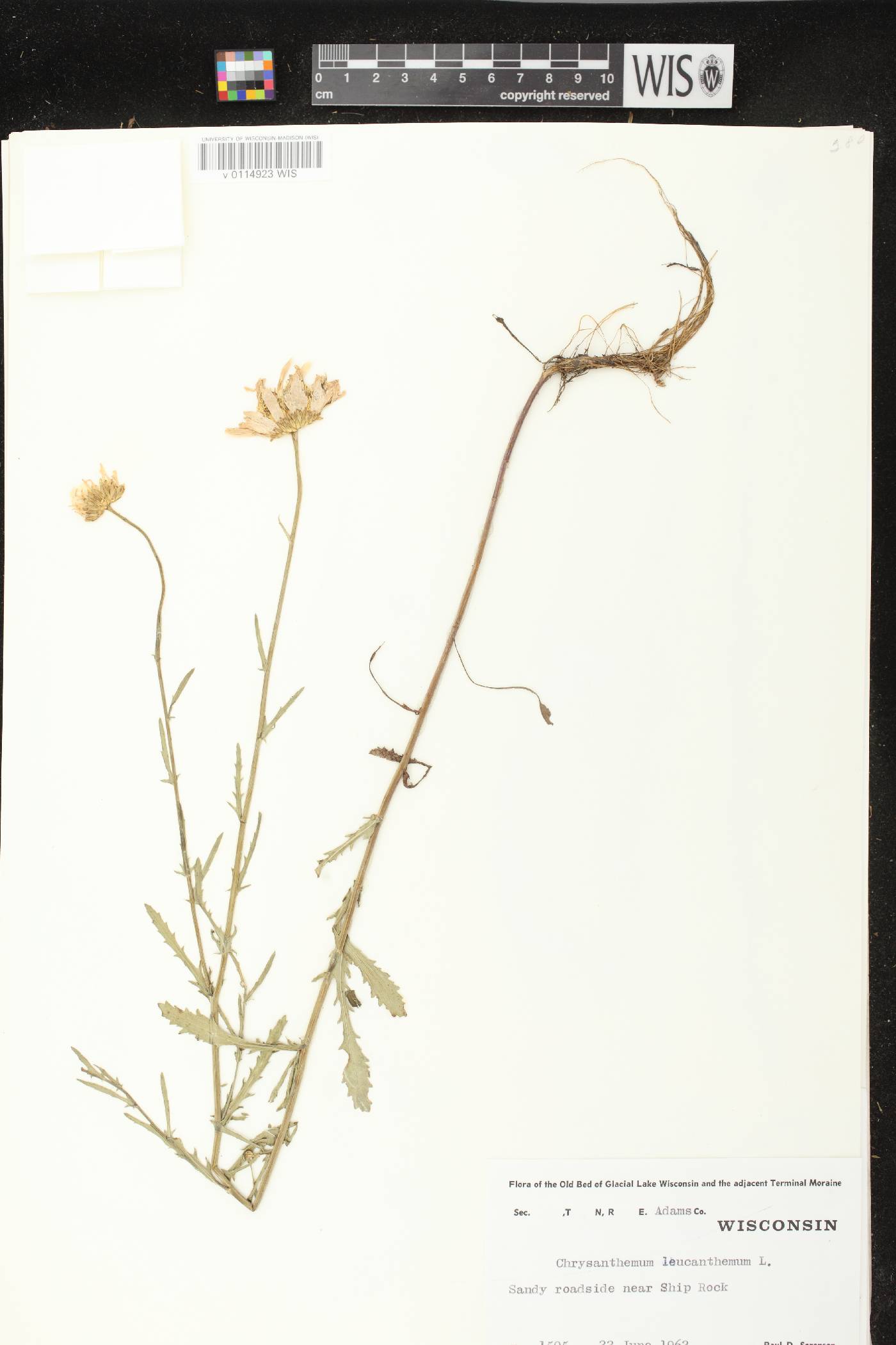 Leucanthemum vulgare image