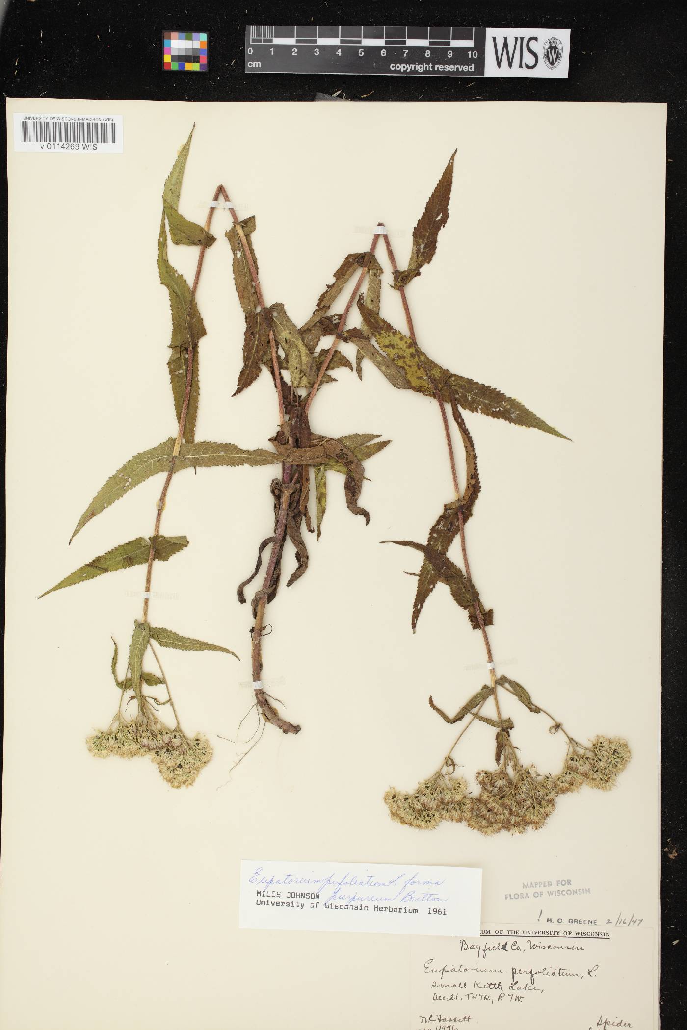 Eupatorium perfoliatum image