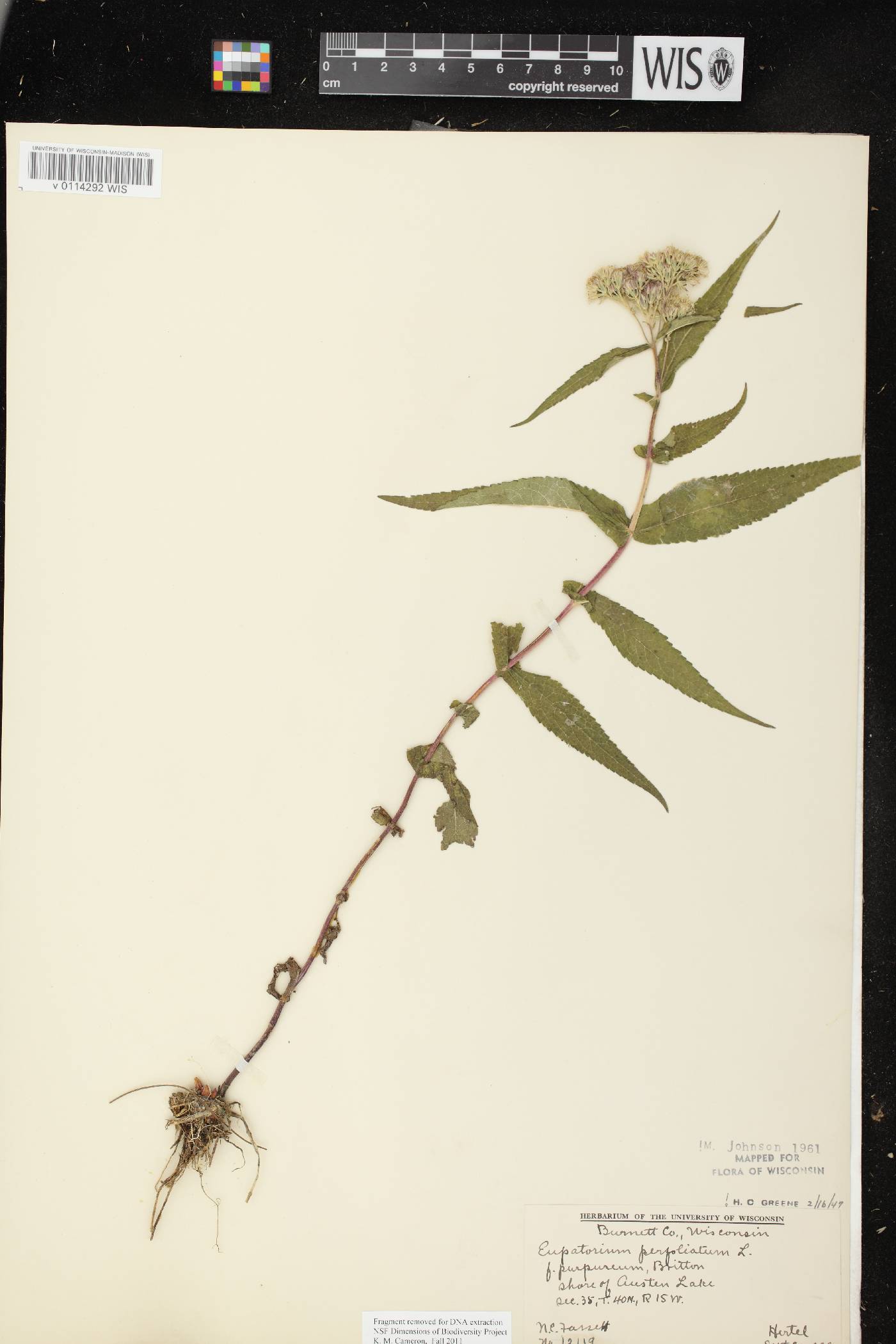 Eupatorium perfoliatum image