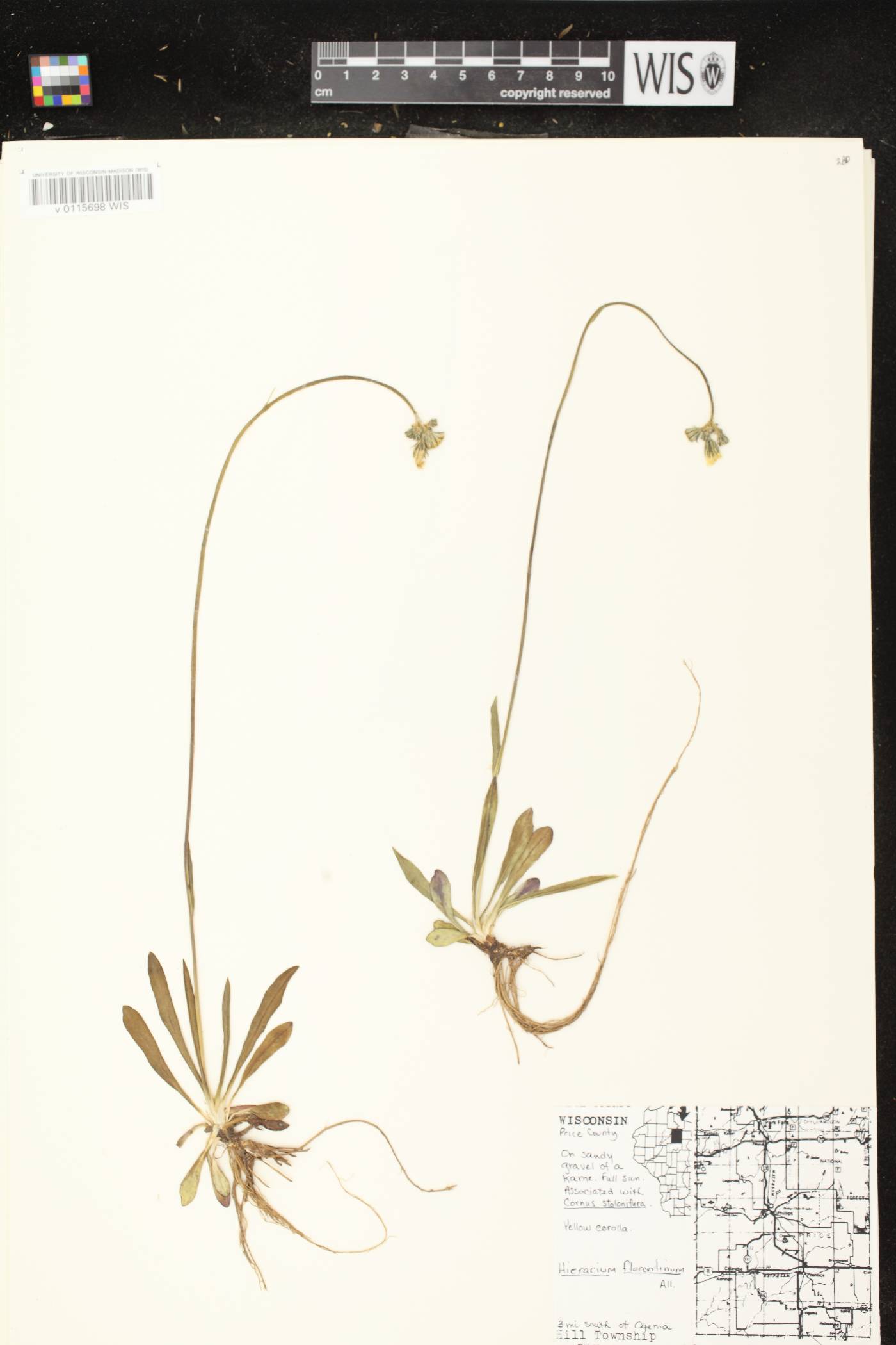 Hieracium piloselloides image