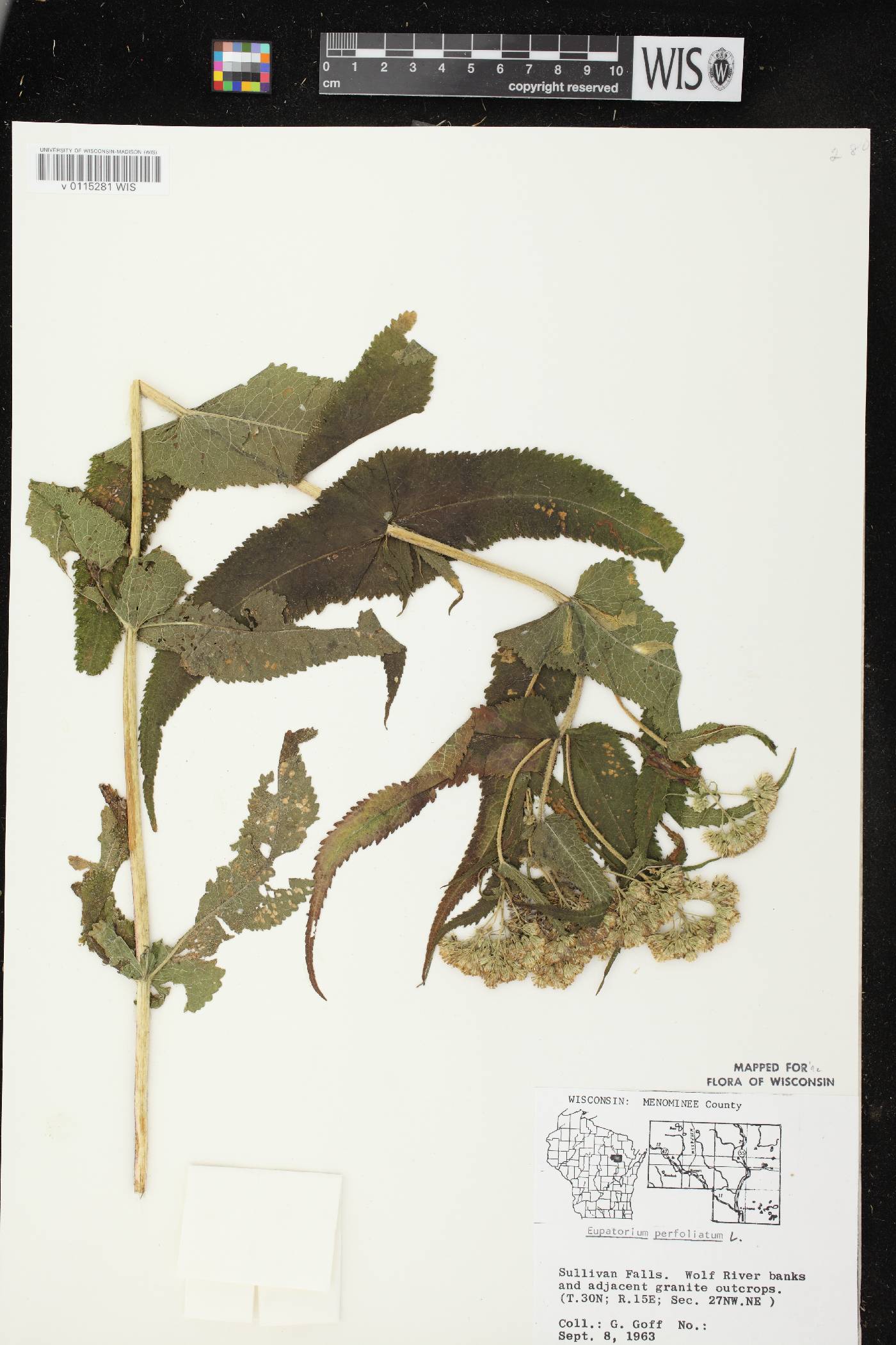 Eupatorium perfoliatum image