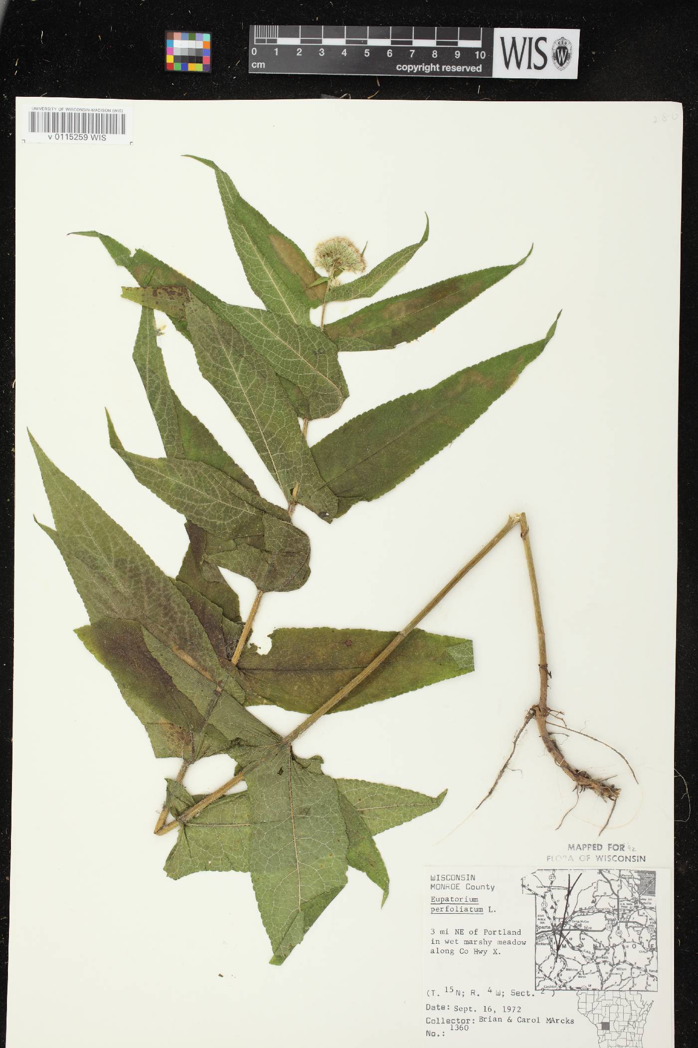 Eupatorium perfoliatum image