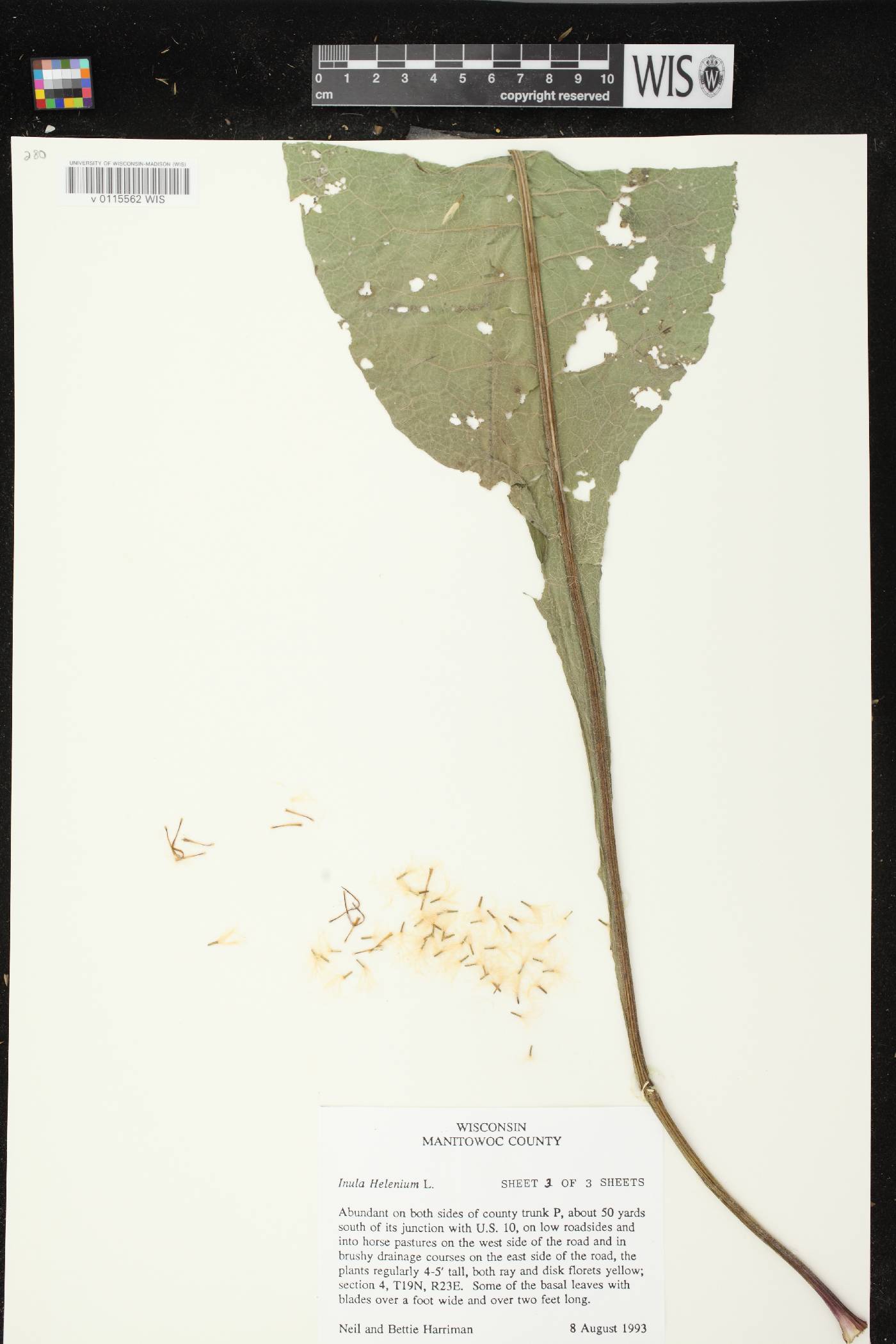 Inula helenium image