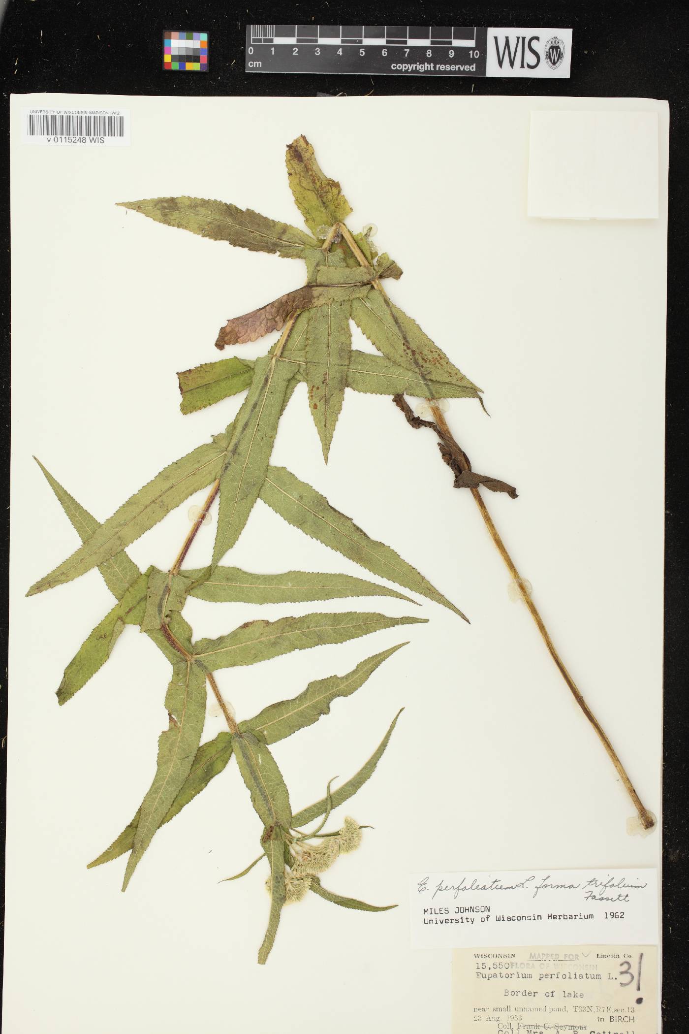 Eupatorium perfoliatum image