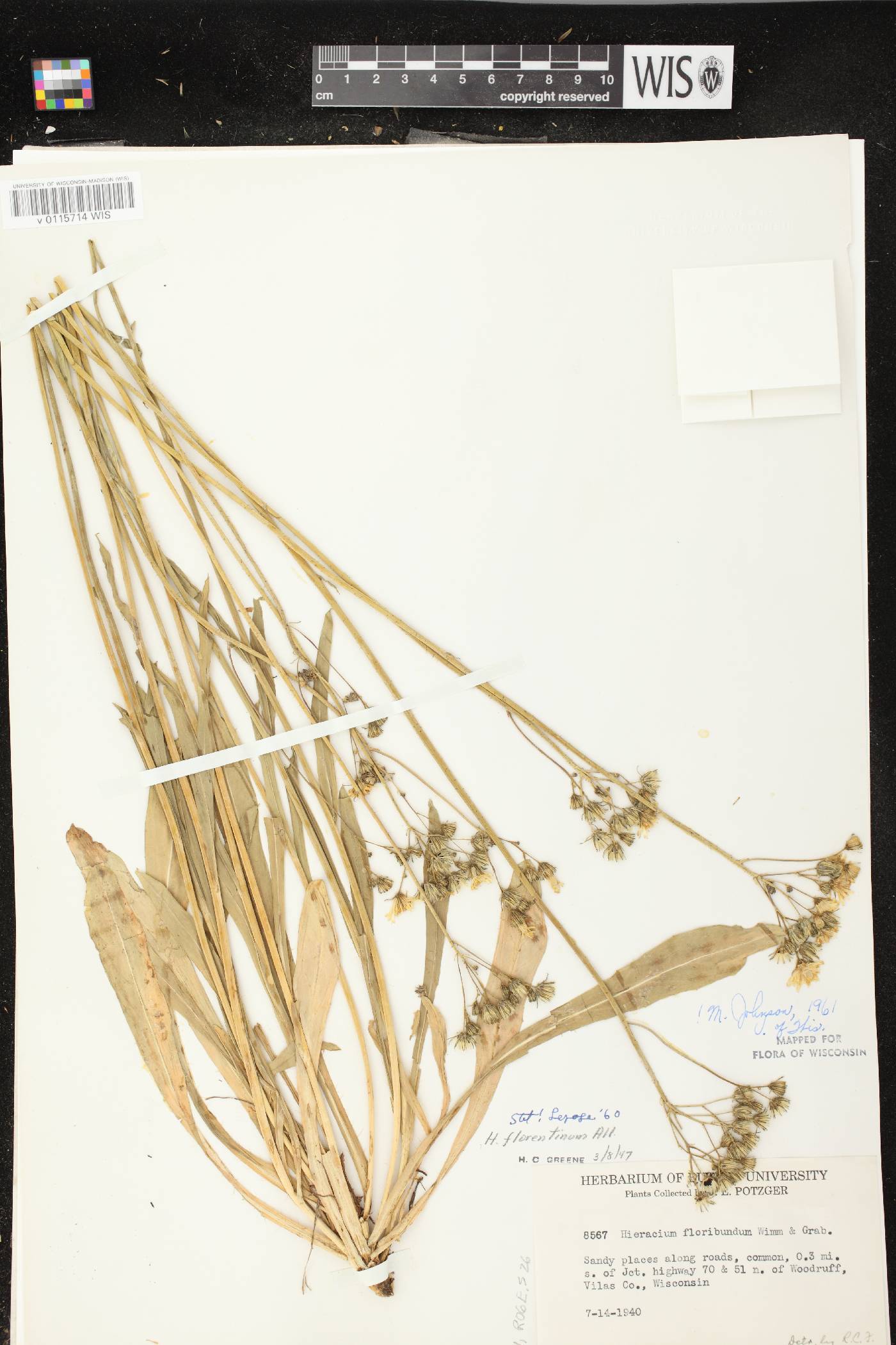 Hieracium piloselloides image