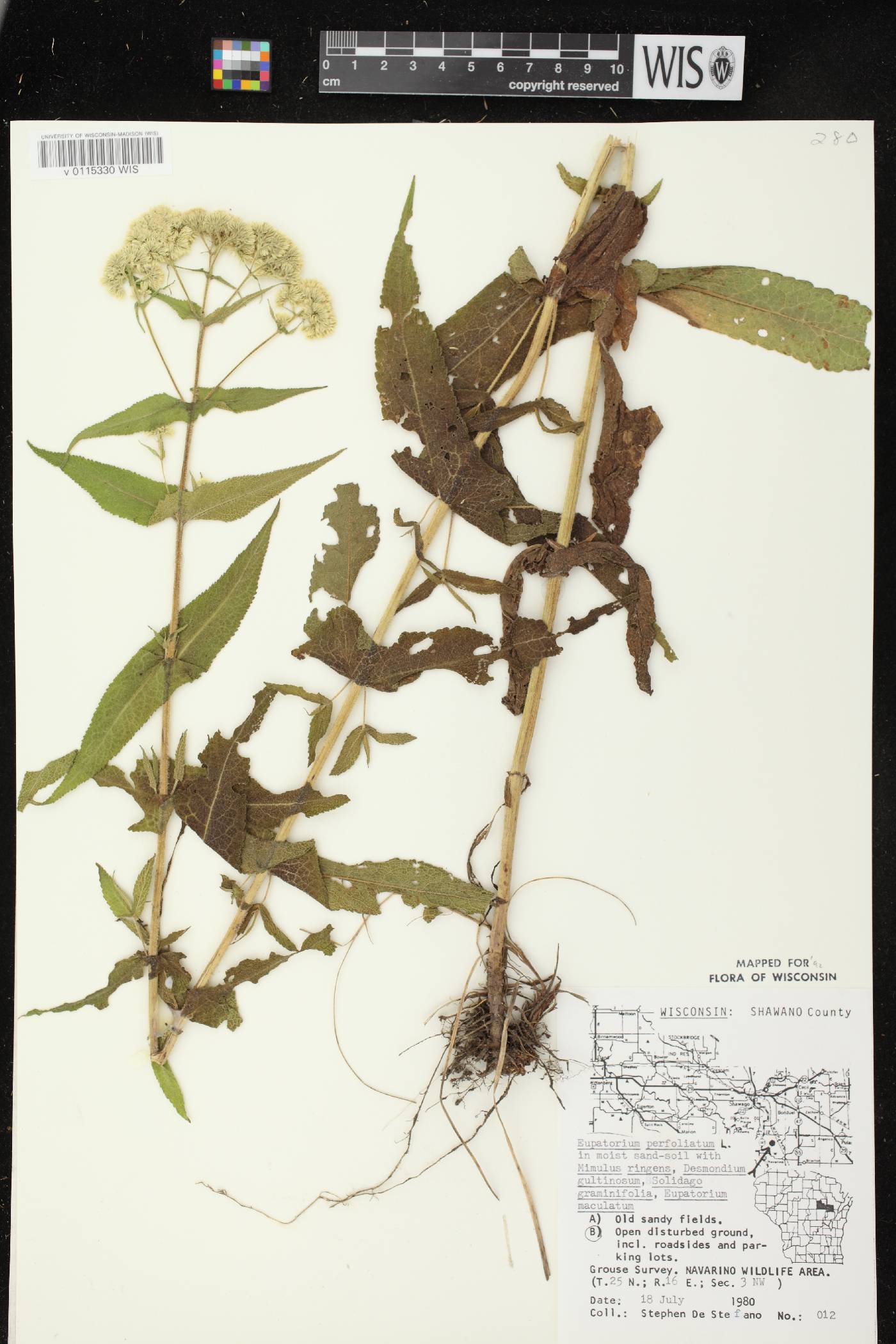 Eupatorium perfoliatum image