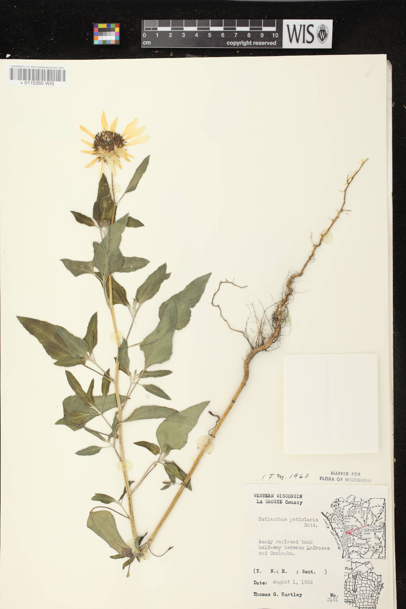 Helianthus petiolaris subsp. petiolaris image
