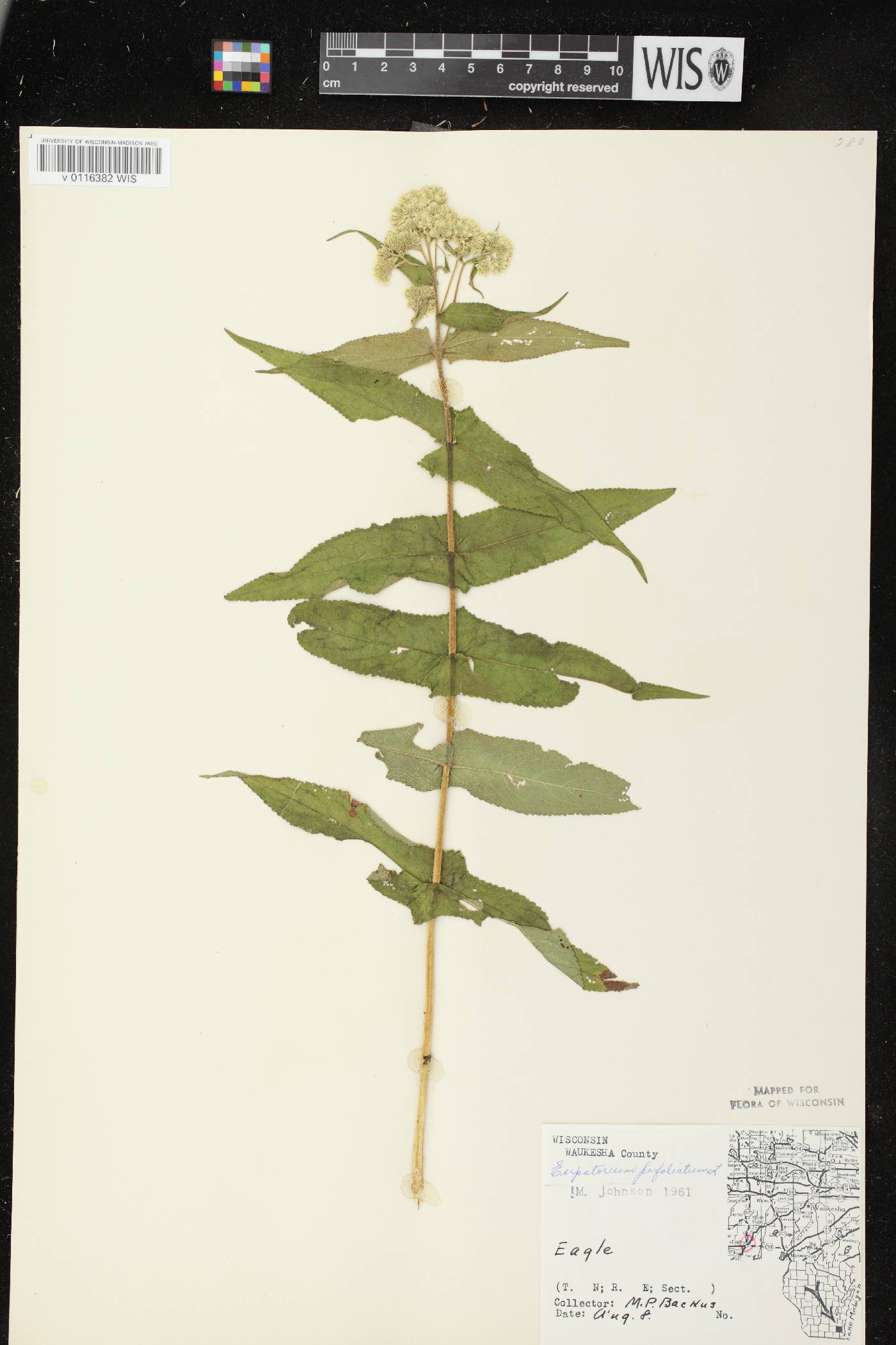 Eupatorium perfoliatum image