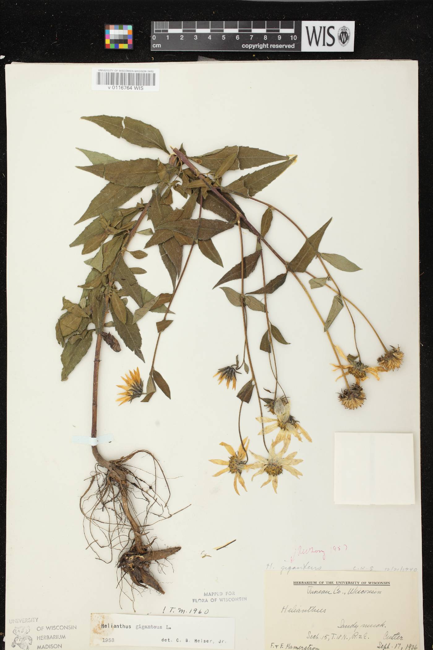 Helianthus giganteus image