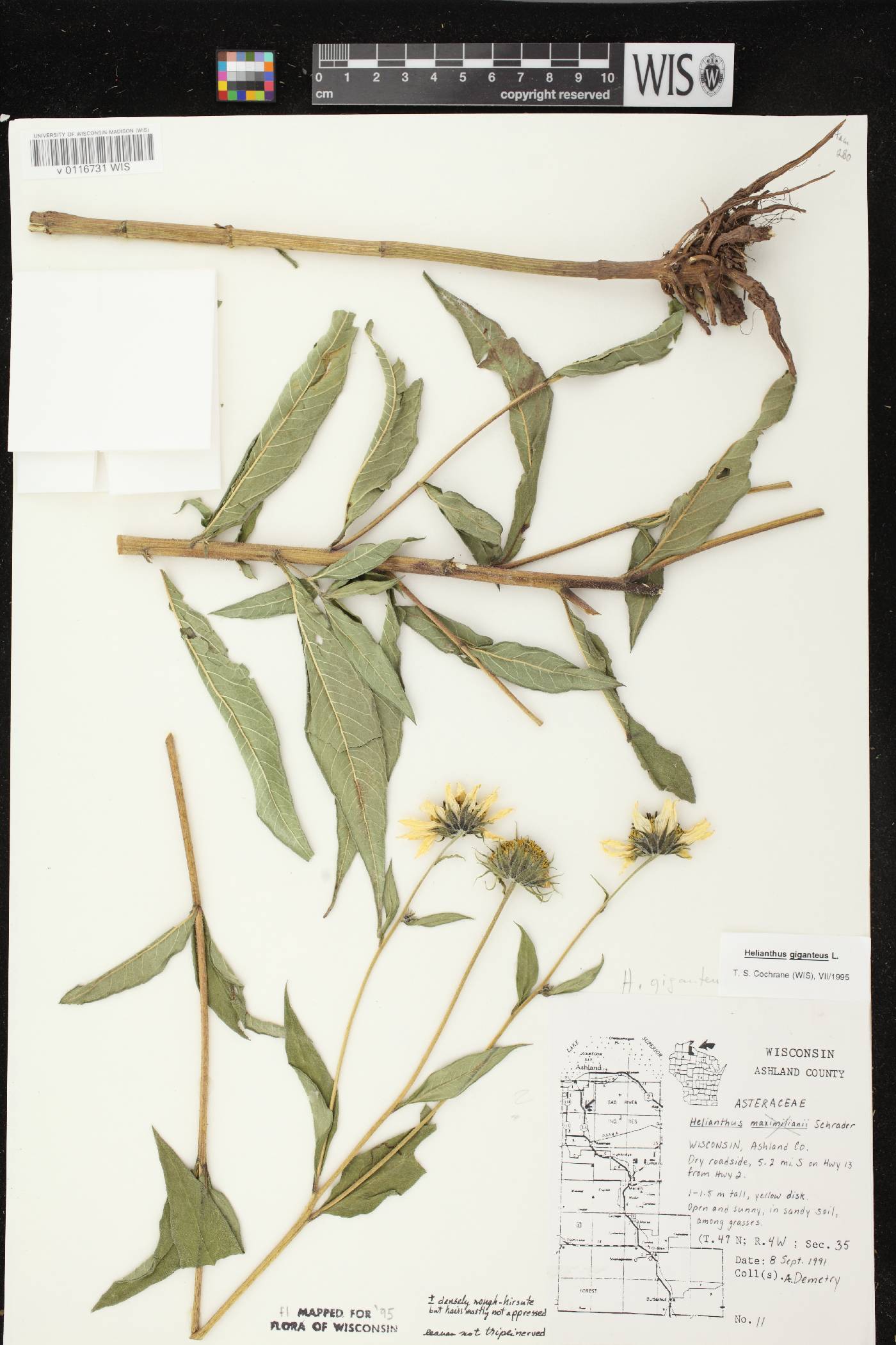 Helianthus giganteus image
