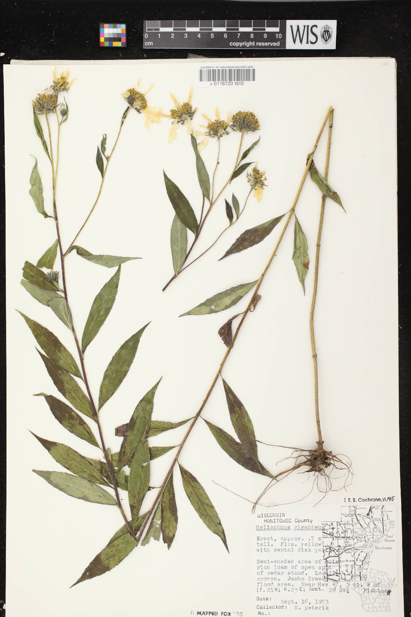 Helianthus giganteus image